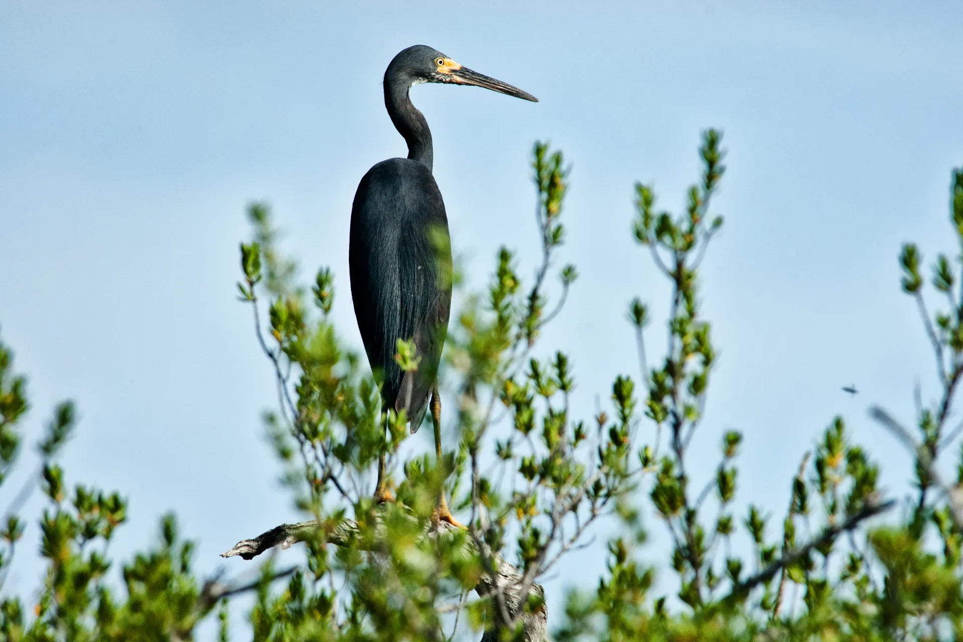 Czapla rafowa to zręczny myśliwy