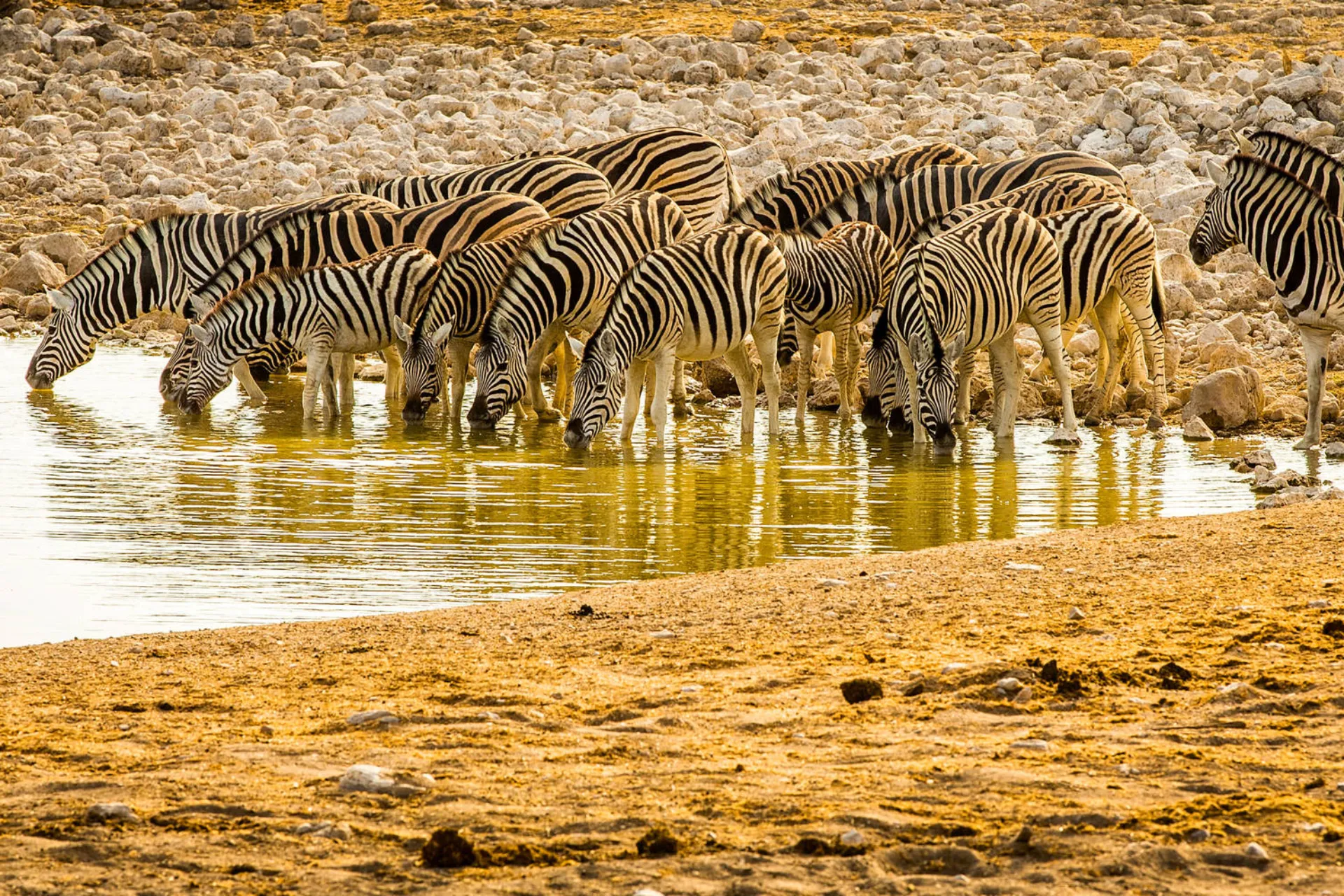 Zebra pije zwykle 20–30 litrów wody dziennie Zebra pije zwykle 20–30 litrów wody dziennie