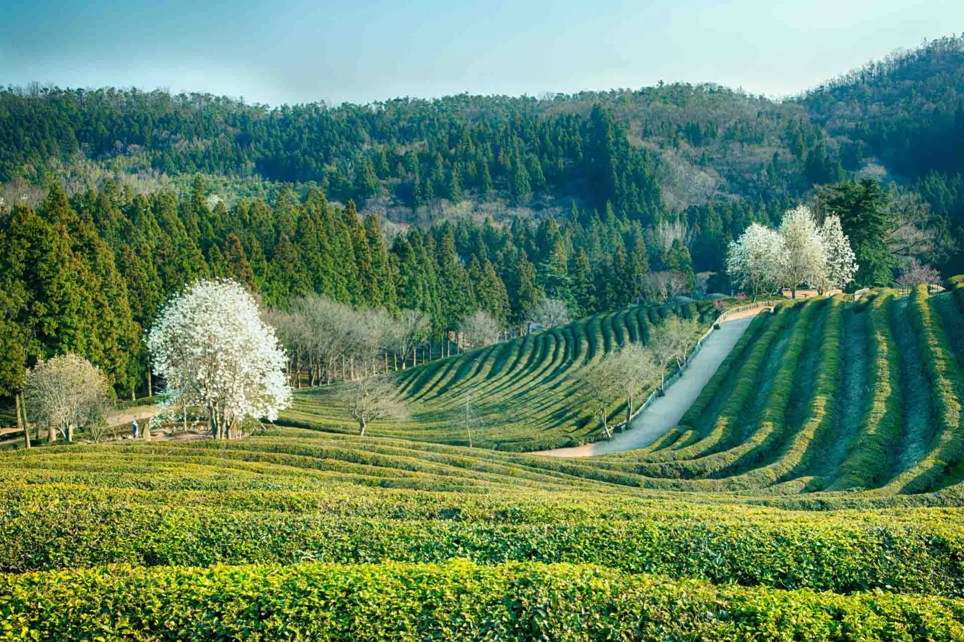 Plantacje herbaty w Boseong falują pięknie
