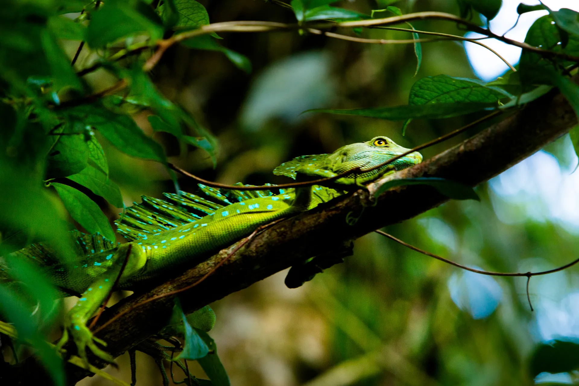 Zielony bazyliszek — „jaszczurka Jezus” — odpoczywa na gałęzi w Tortuguero Zielony bazyliszek — „jaszczurka Jezus” — odpoczywa na gałęzi w Tortuguero