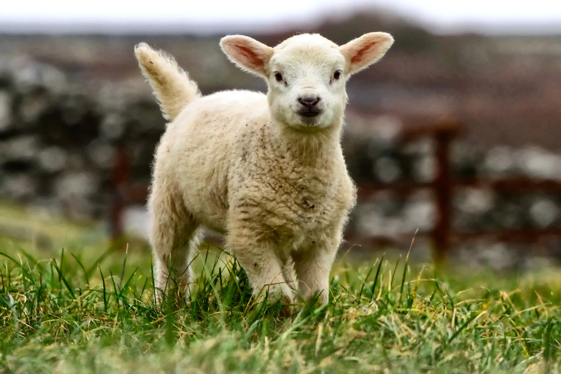 Słodka i delikatna irlandzka jagnięcina Słodka i delikatna irlandzka jagnięcina