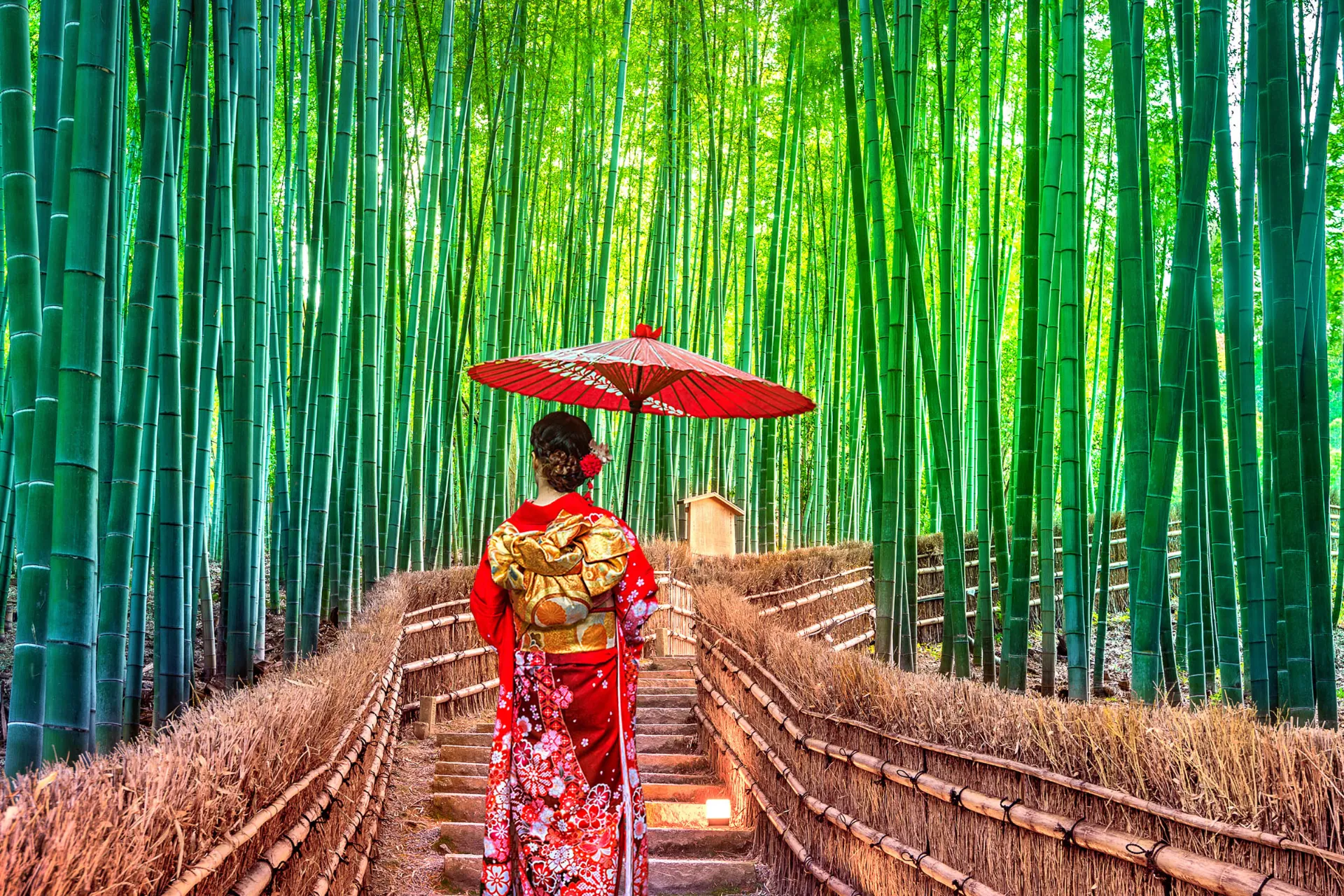 Bambusowy gaj w Kioto Bambusowy gaj w Kioto