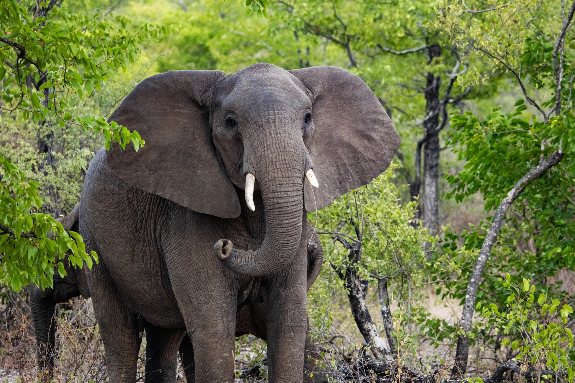 Afrykański słoń to największy lądowy ssak na świecie – może ważyć do 6–7 ton Afrykański słoń to największy lądowy ssak na świecie – może ważyć do 6–7 ton