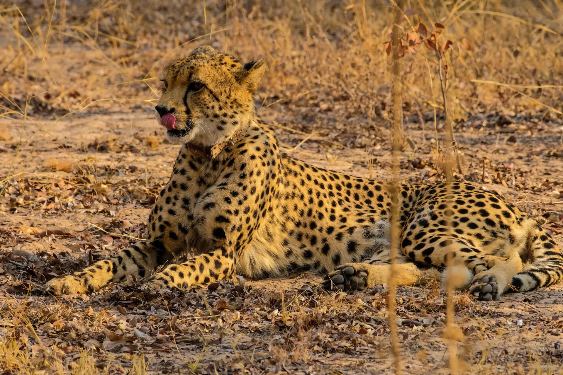 Gepard jest najszybszym zwierzęciem lądowym i potrafi biec do 120 km/h na krótkich dystansach Gepard jest najszybszym zwierzęciem lądowym i potrafi biec do 120 km/h na krótkich dystansach