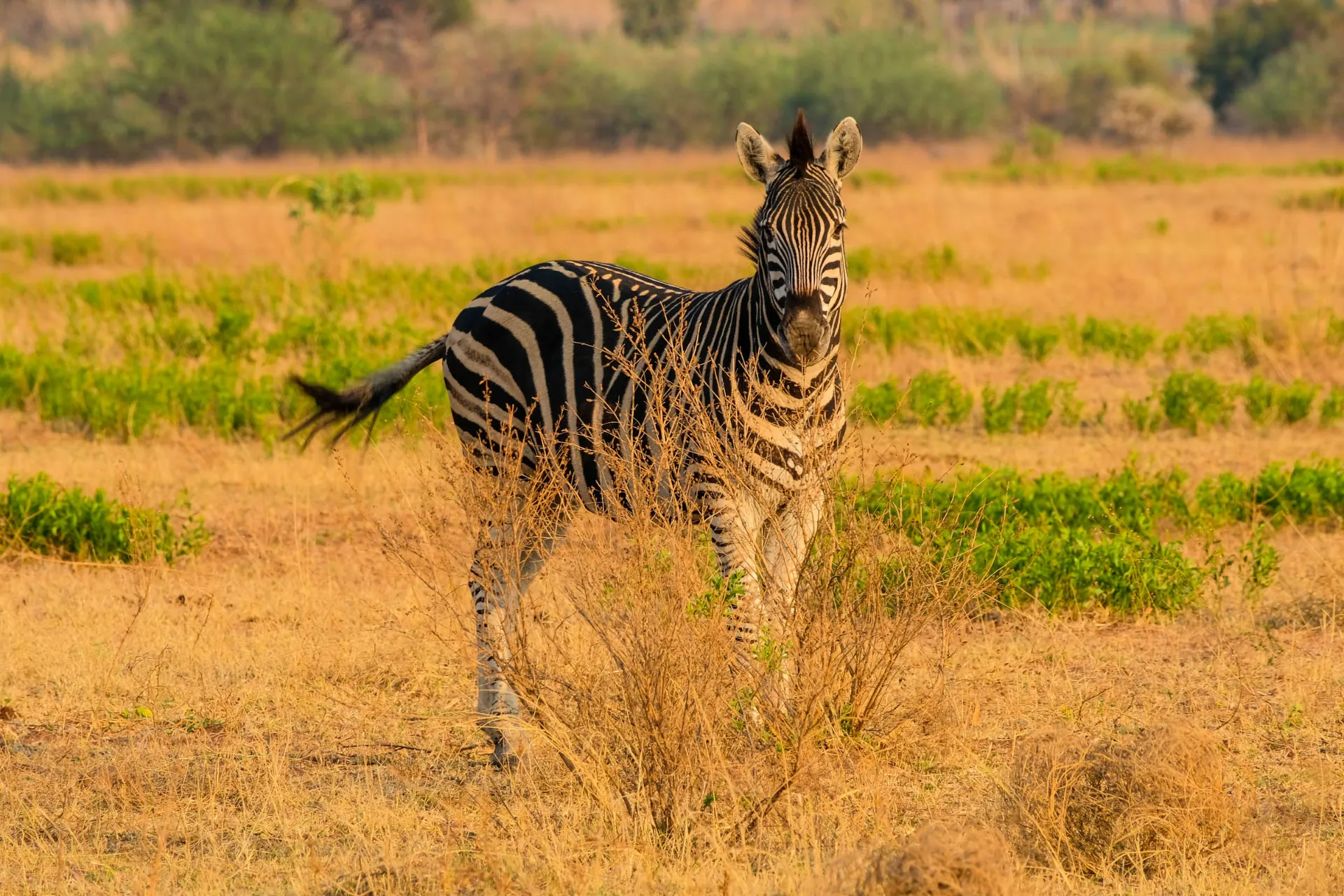 Zebra pozuje do zdjęcia Zebra pozuje do zdjęcia