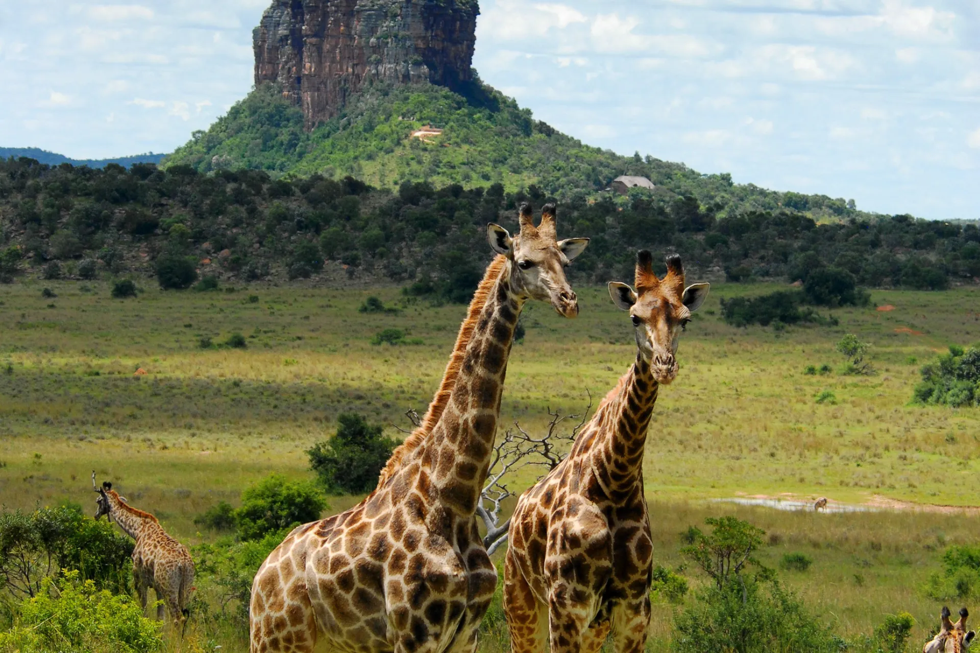 Żyrafy pozują - mogą osiągnąć do 6 metrów wysokości Żyrafy pozują - mogą osiągnąć do 6 metrów wysokości