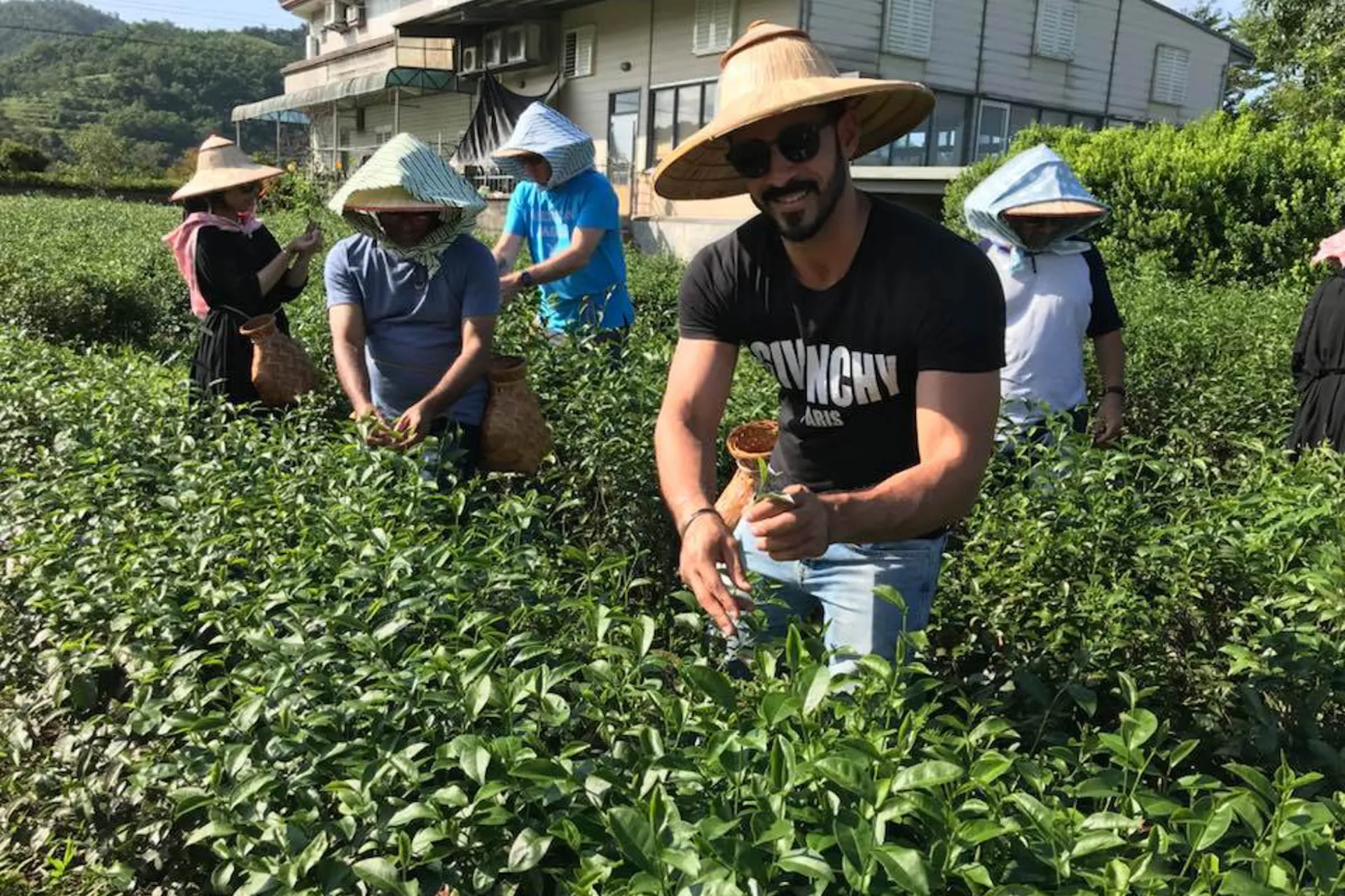 Plantacje herbaty zbiera się w Yilan Plantacje herbaty zbiera się w Yilan