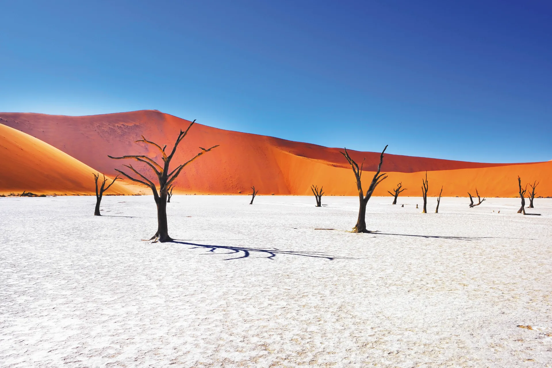 Deadvlei w Sossusvlei było jeziorem ok. 650 lat temu – drzewa wyschły i dlatego nie zgniły