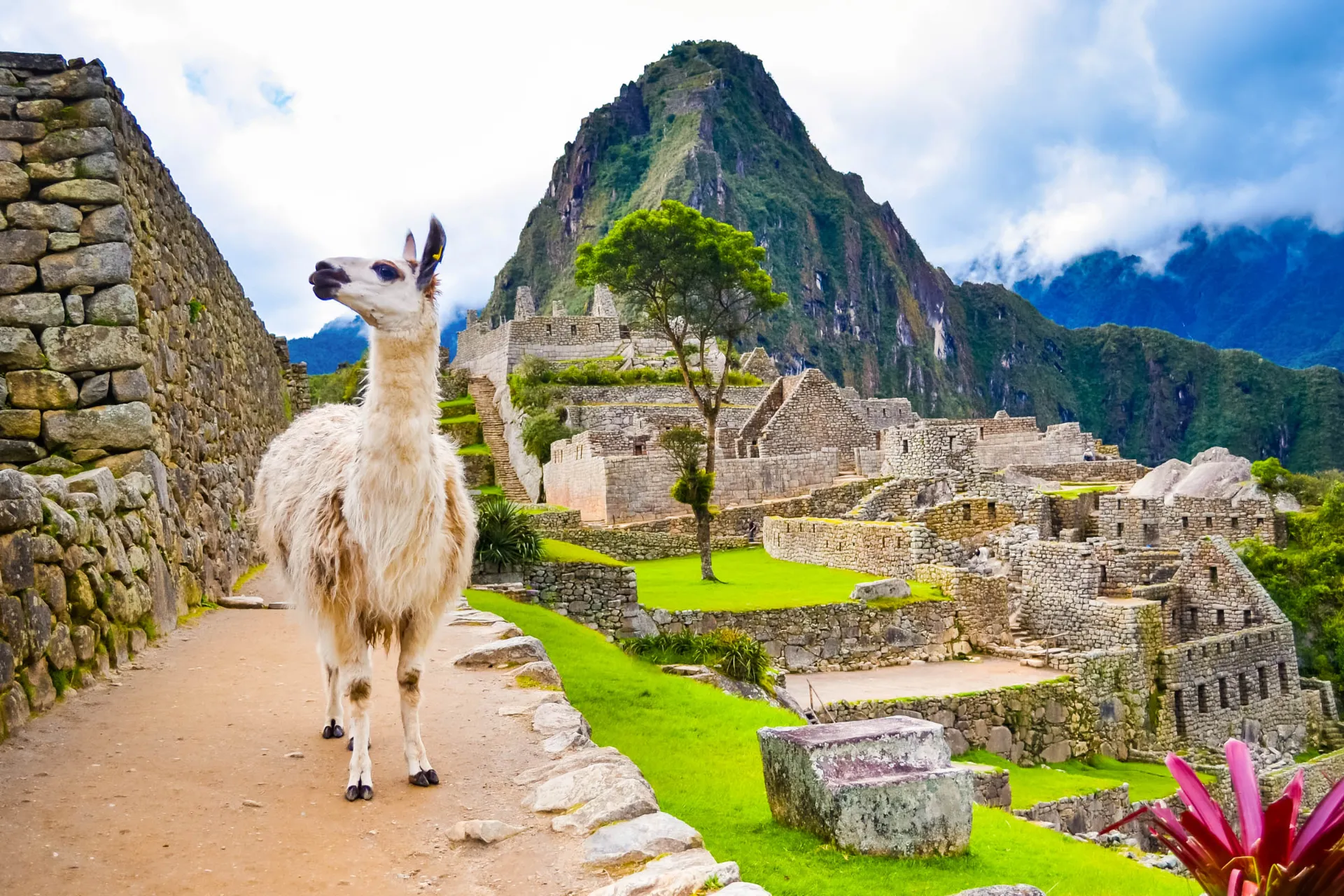Lama na zwiedzaniu Machu Picchu Lama na zwiedzaniu Machu Picchu