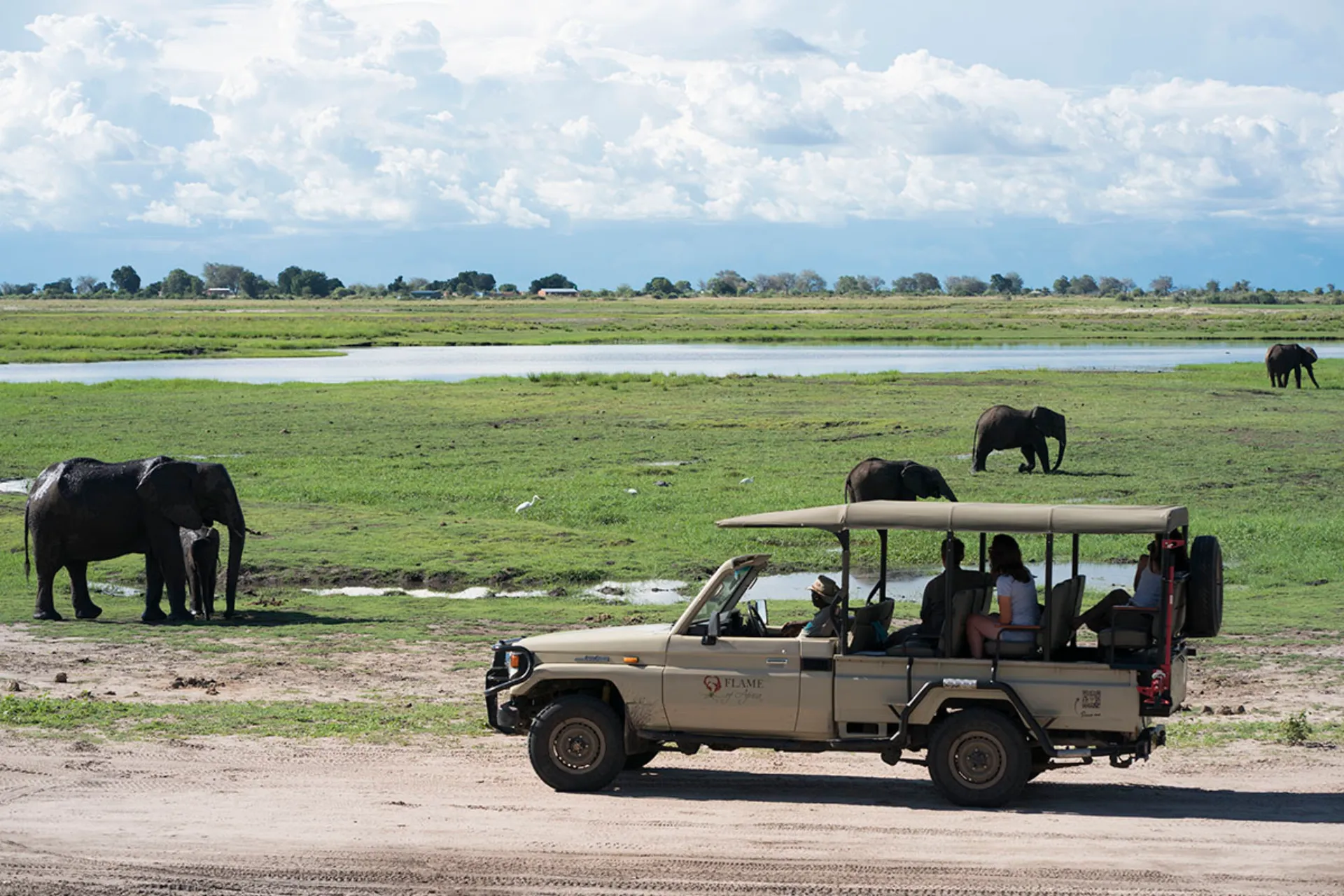 Słonie, słonie, słonie…