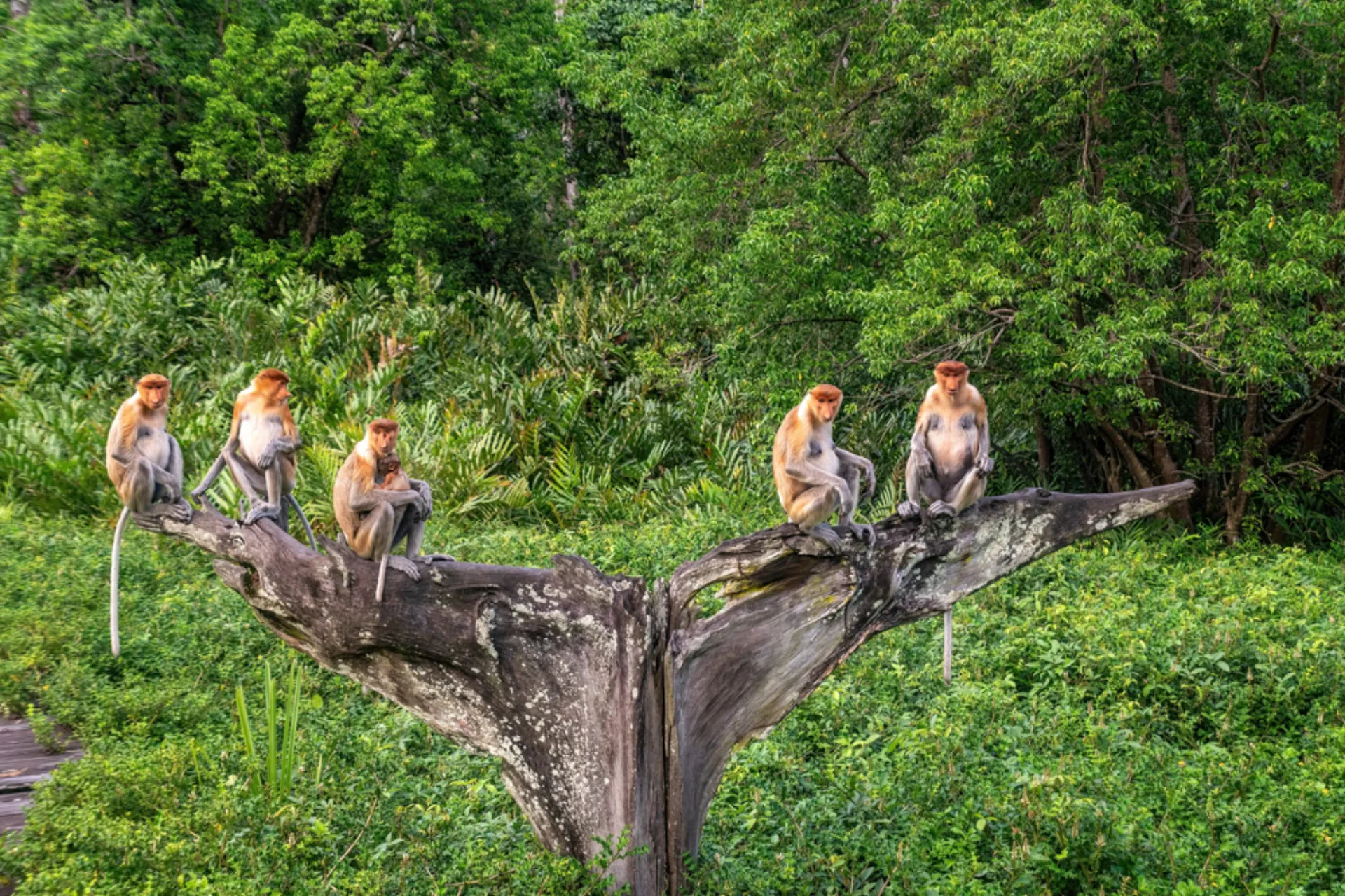 Nosacze w Labuk Bay na Borneo otoczone bujnym tropikalnym lasem deszczowym