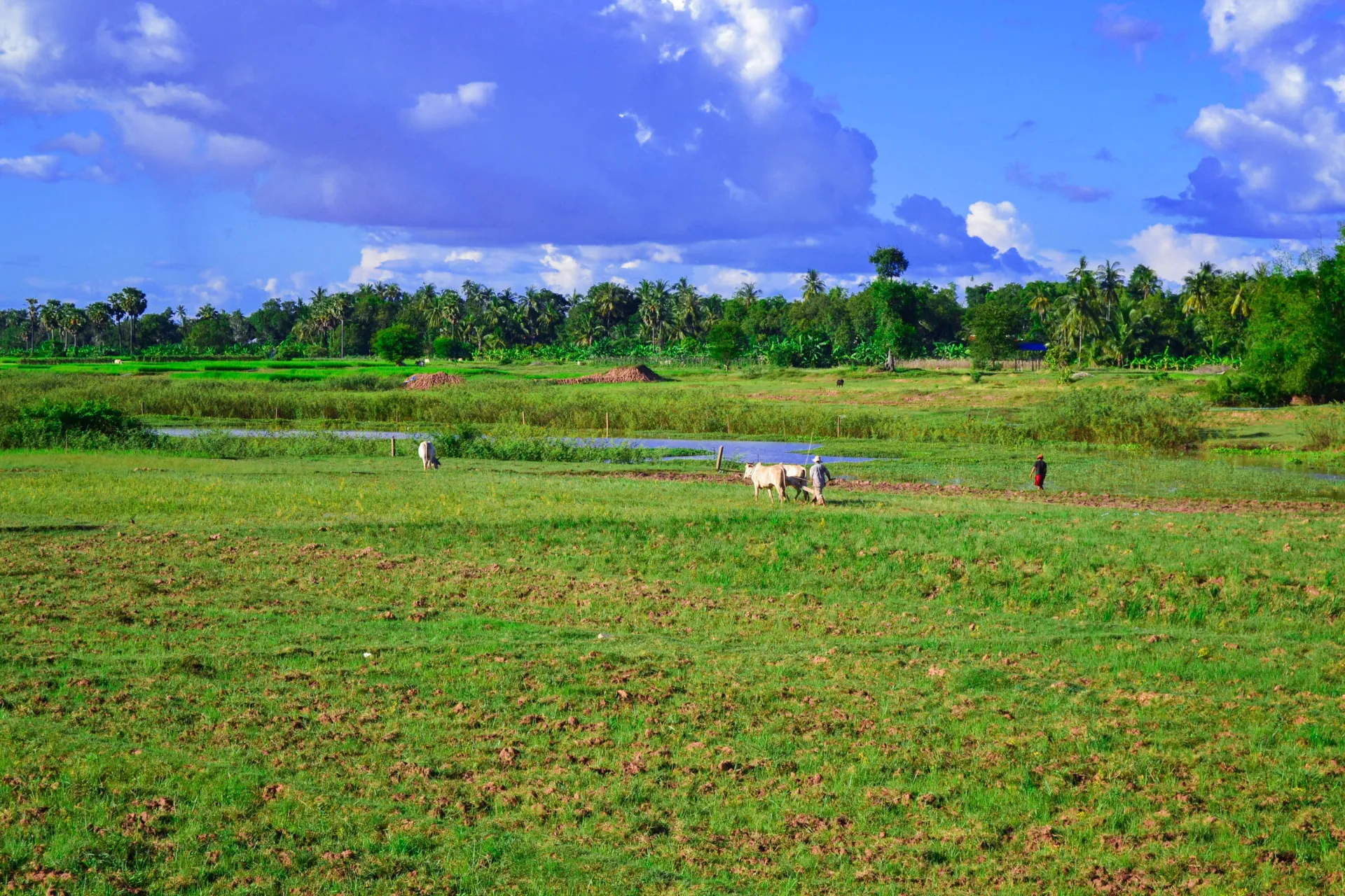 Chłopi na polu ryżowym Chłopi na polu ryżowym