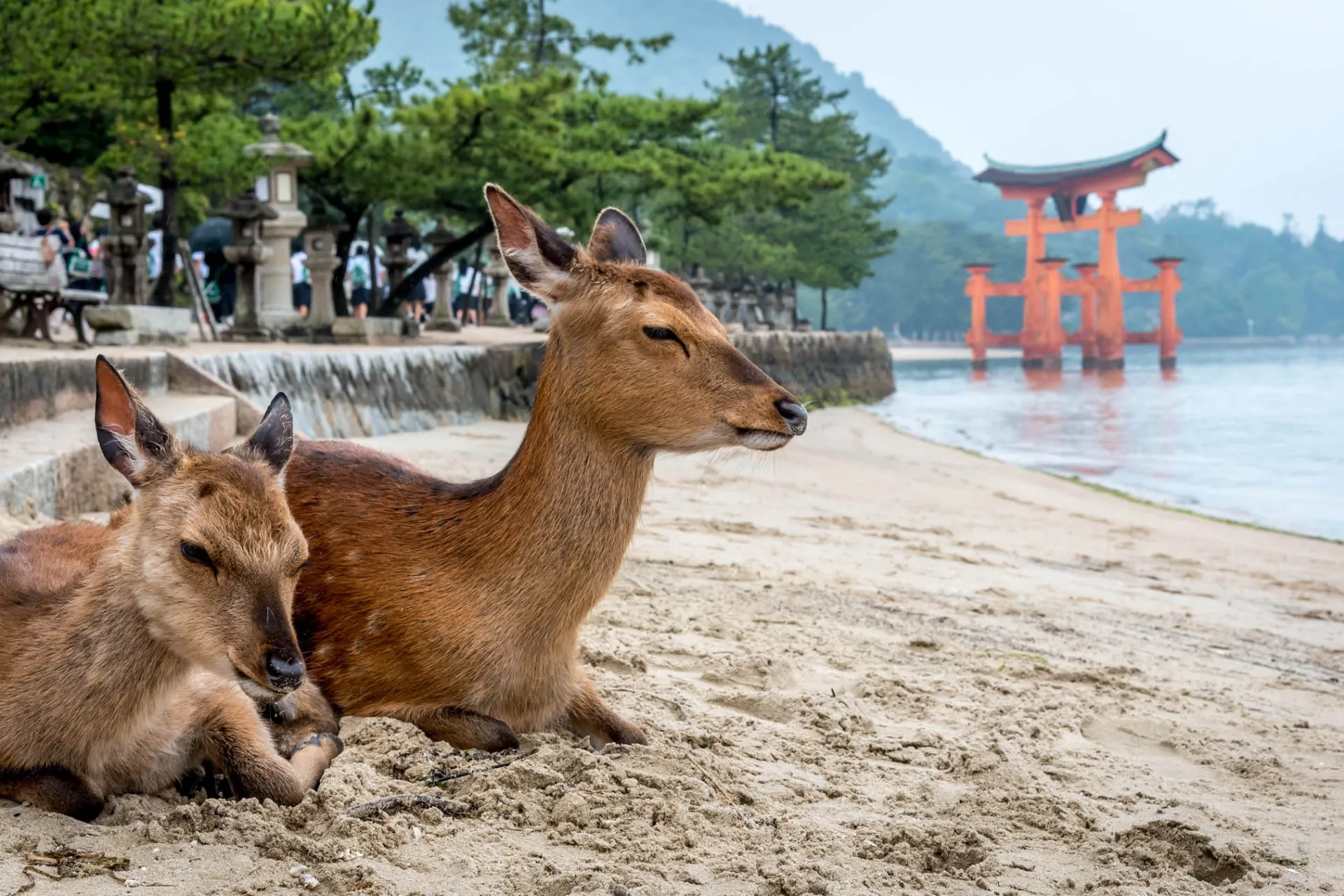 Scena z wyspy Miyajima, gdzie jelenie są uważane za święte Scena z wyspy Miyajima, gdzie jelenie są uważane za święte