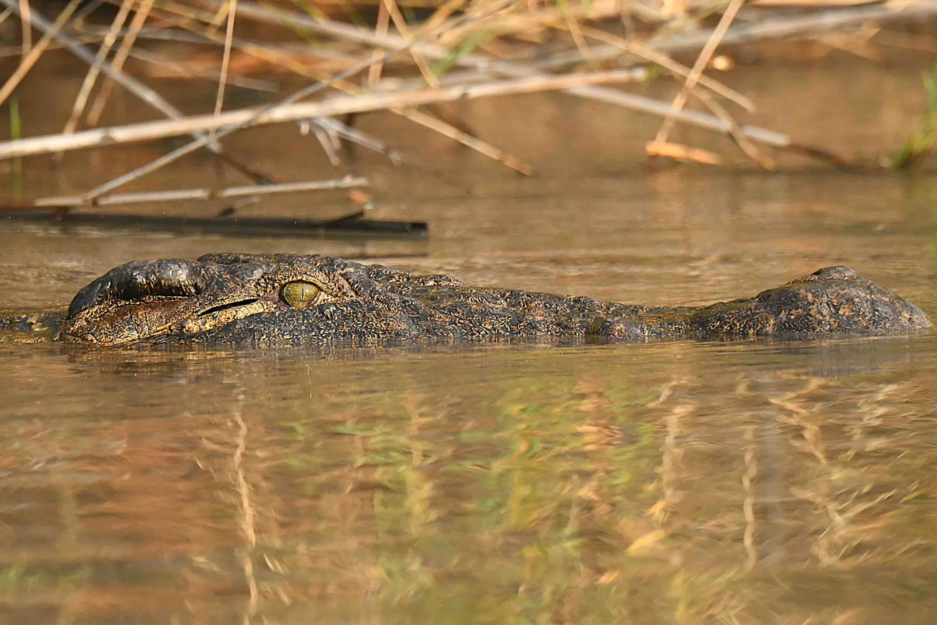 Krokodyl często leży ukryty przy brzegu, gotowy zaskoczyć zdobycz Krokodyl często leży ukryty przy brzegu, gotowy zaskoczyć zdobycz