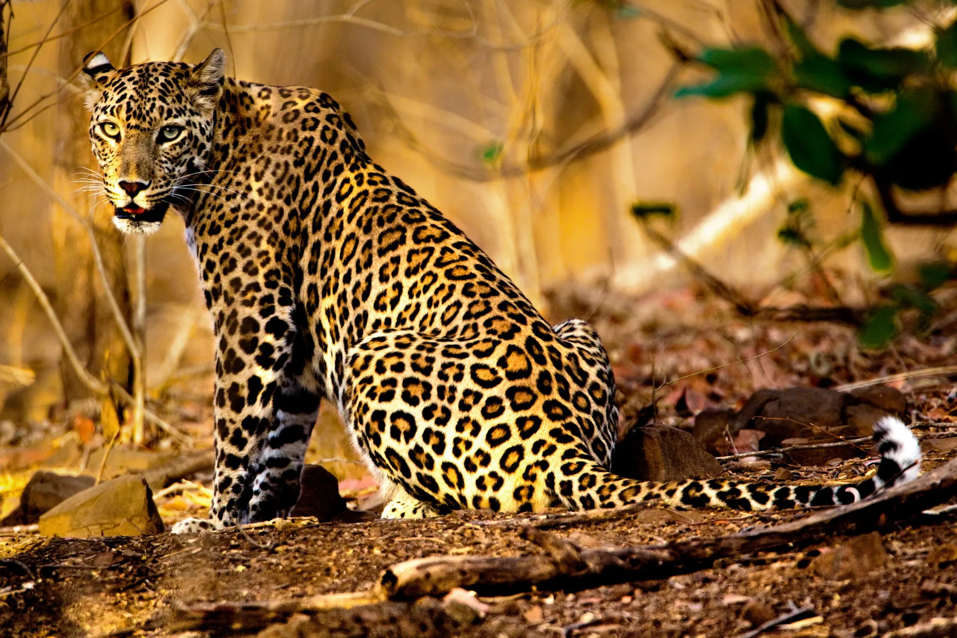 Szczęśliwcy zobaczą lamparta w Parku Narodowym Udawalawe Szczęśliwcy zobaczą lamparta w Parku Narodowym Udawalawe