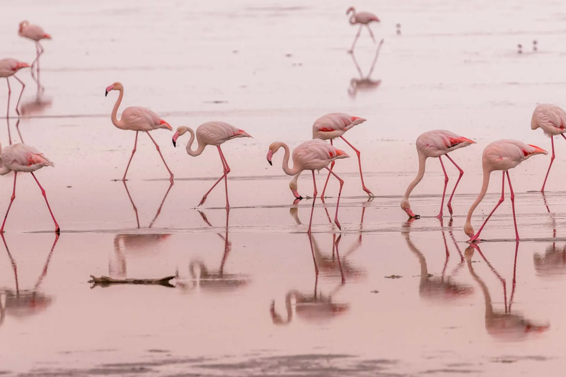 Flamingi na płytkich wodach zatoki Walvis, Namibia