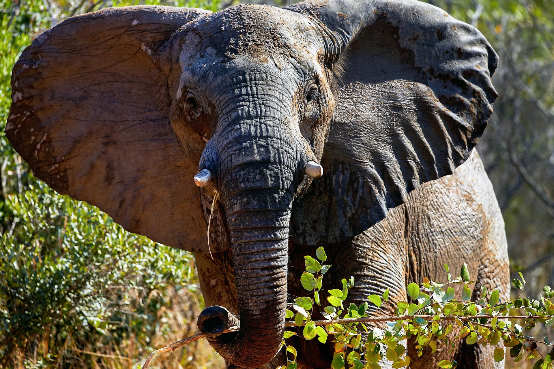 Afrykański słoń z dużymi uszami Afrykański słoń z dużymi uszami