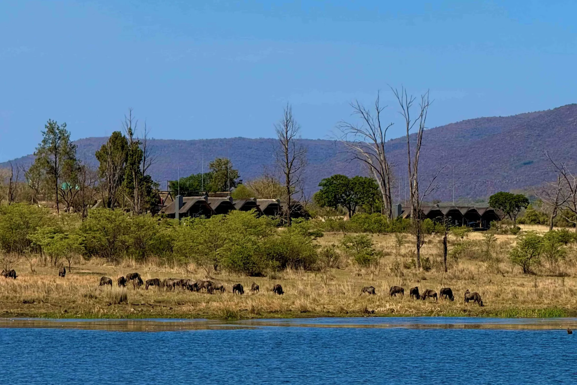 Gnu pasą się w ogrodzie Gnu pasą się w ogrodzie
