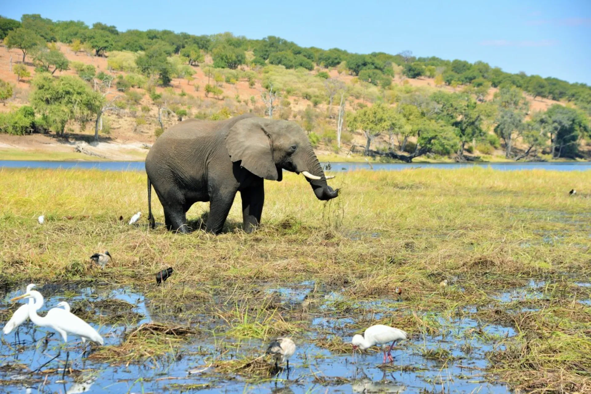 Słoń otoczony przez czaple bydłowe i ptaki brodzące