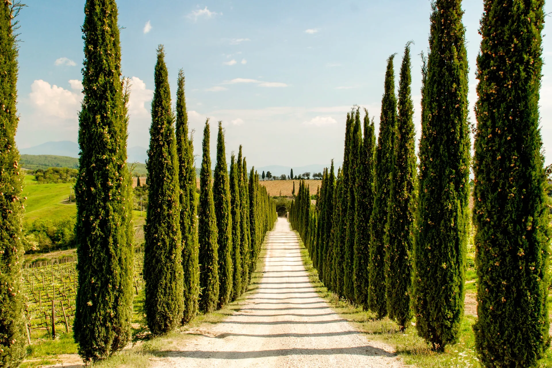Aleja cyprysów w Montalcino Aleja cyprysów w Montalcino
