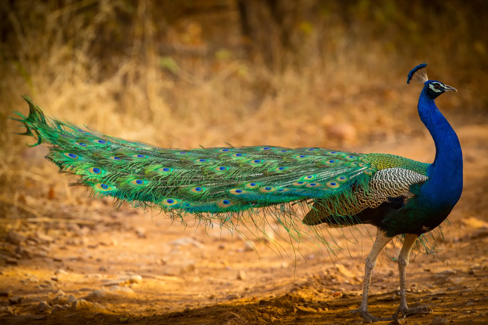 Paw jest narodowym ptakiem Indii i Pakistanu Paw jest narodowym ptakiem Indii i Pakistanu