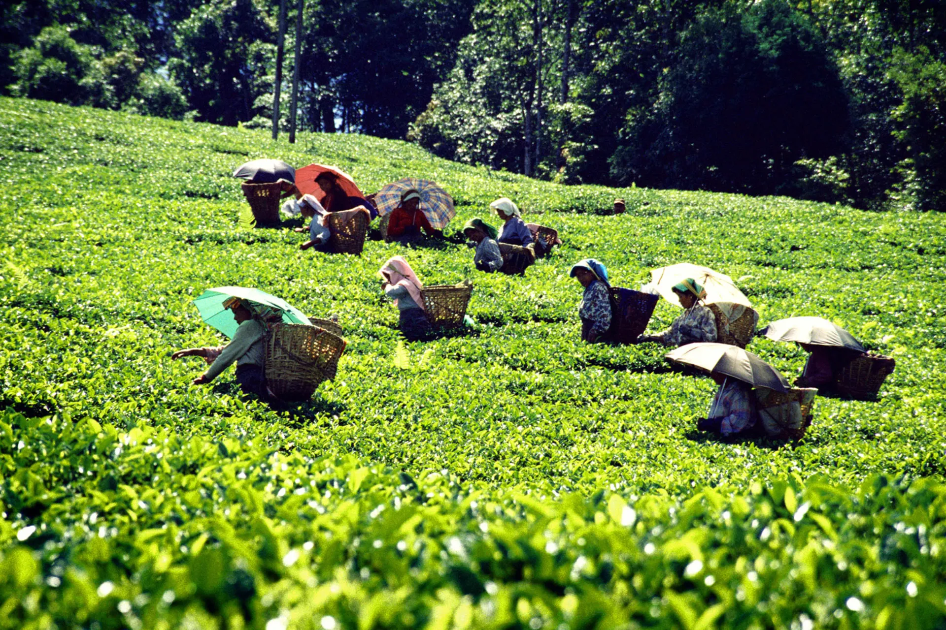 Zbieracze herbaty chronią się przed promieniami słońca Zbieracze herbaty chronią się przed promieniami słońca