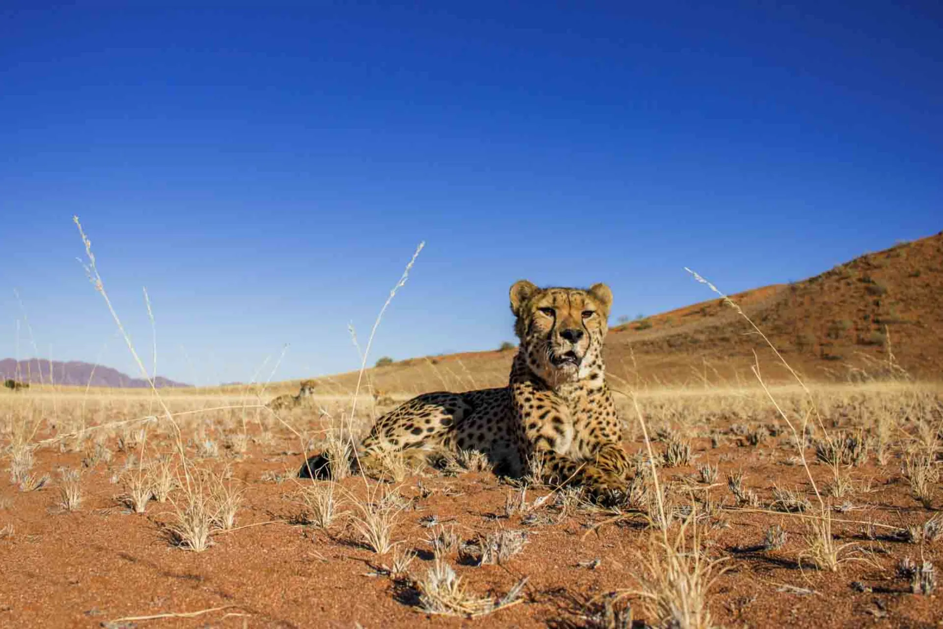 Gepard to najszybsze zwierzę lądowe, może osiągnąć prędkość do 120 km/h