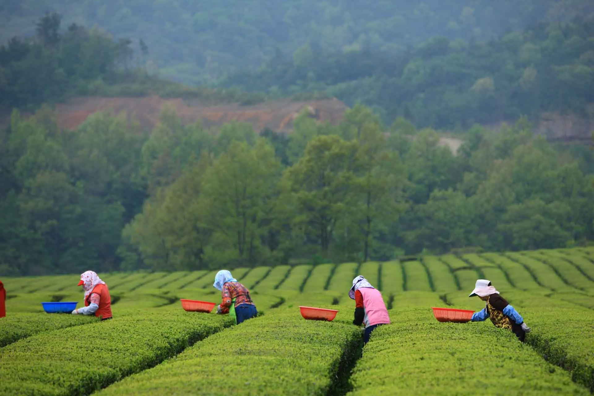 Boseong – Zielone pola herbaty w Jeolla – zielona stolica herbaty Korei Południowej