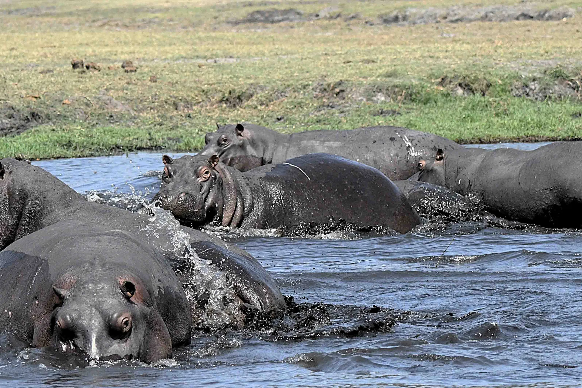 W dzień najbardziej lubią przebywać w wodzie W dzień najbardziej lubią przebywać w wodzie