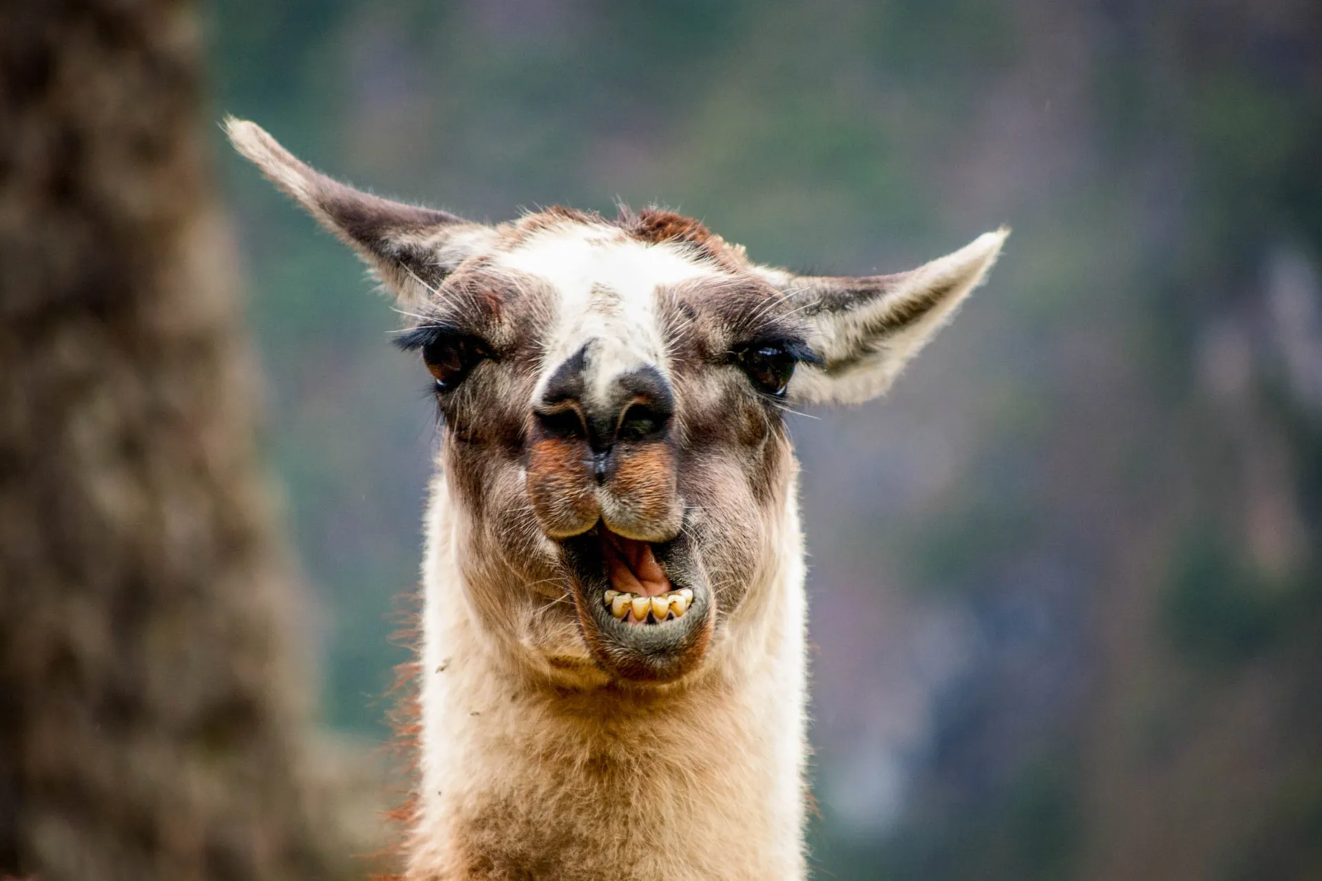 Lama w Peru ma duże znaczenie jako zwierzę juczne, dostawca wełny i symbol kulturowy z czasów Inków Lama w Peru ma duże znaczenie jako zwierzę juczne, dostawca wełny i symbol kulturowy z czasów Inków