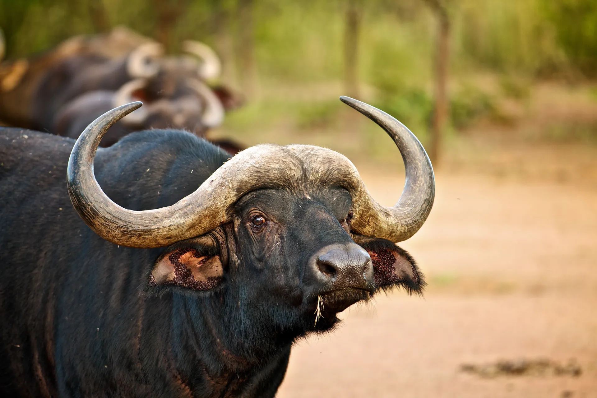 Bawół w Entabeni Bawół w Entabeni