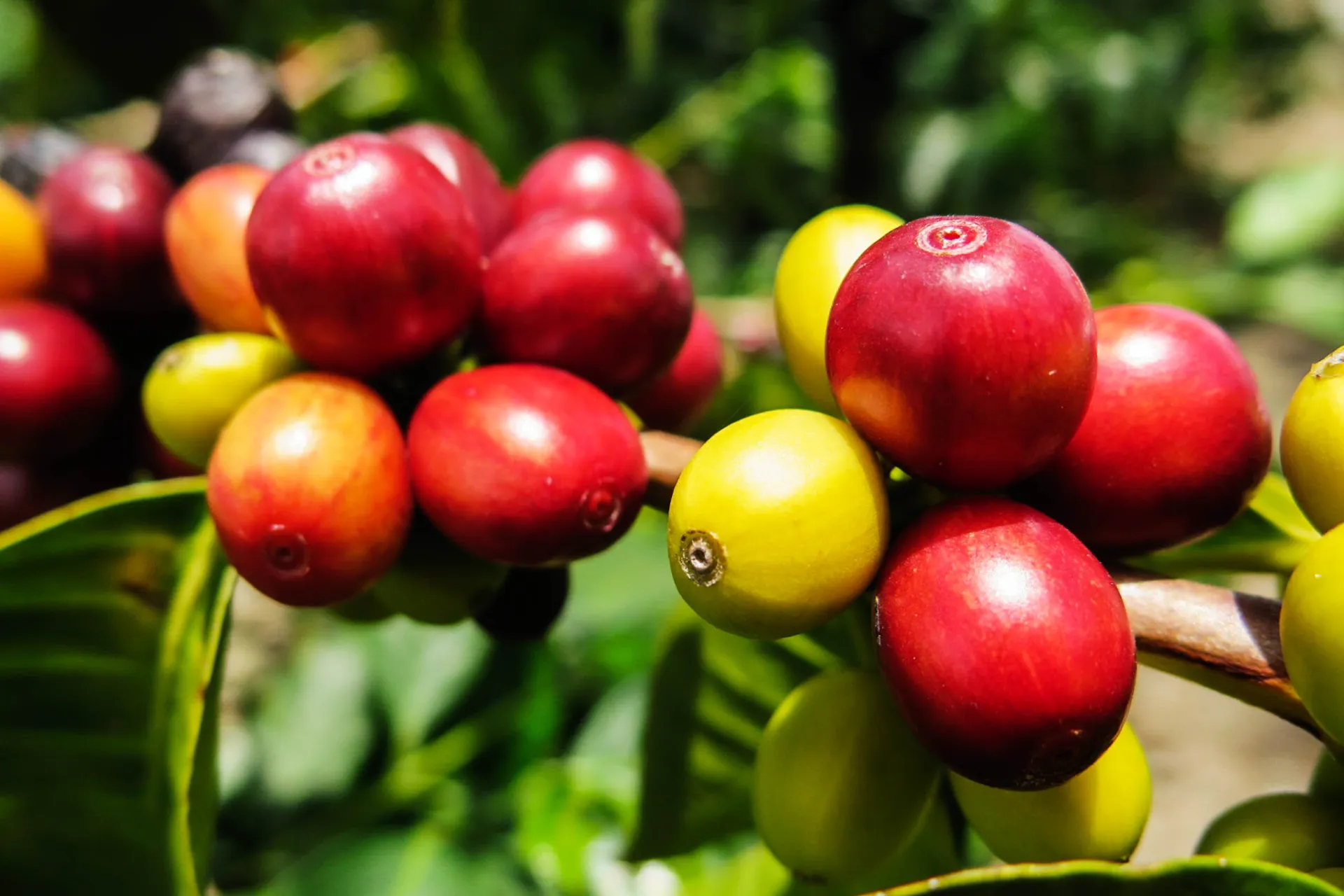 Dojrzewające owoce kawy Dojrzewające owoce kawy