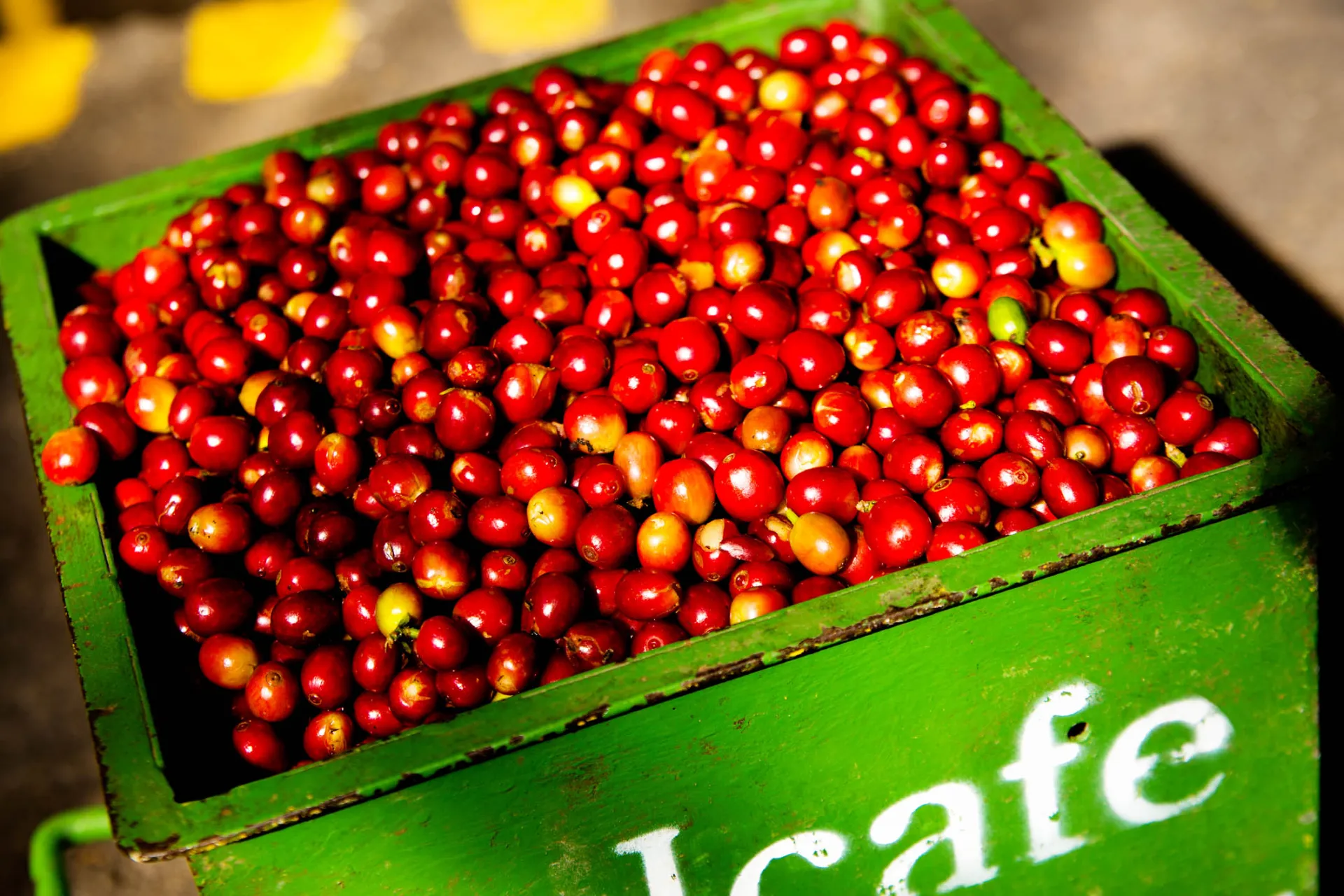 W Kostaryce produkuje się ok. 710 tys. ton kawy rocznie. Dozwolona jest tylko arabica W Kostaryce produkuje się ok. 710 tys. ton kawy rocznie. Dozwolona jest tylko arabica