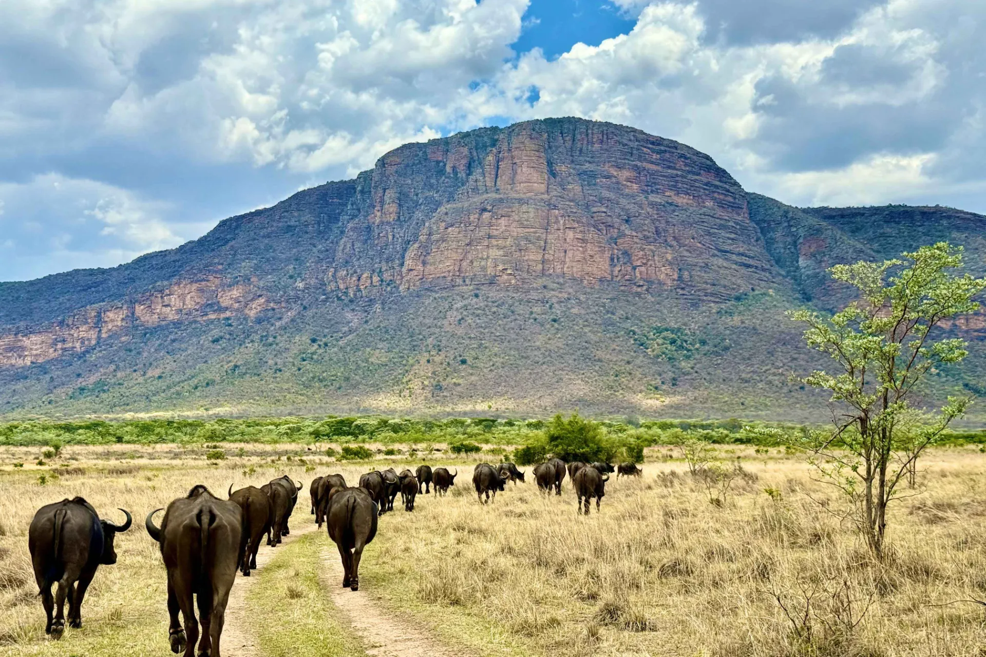 Bawoły i góry Bawoły i góry