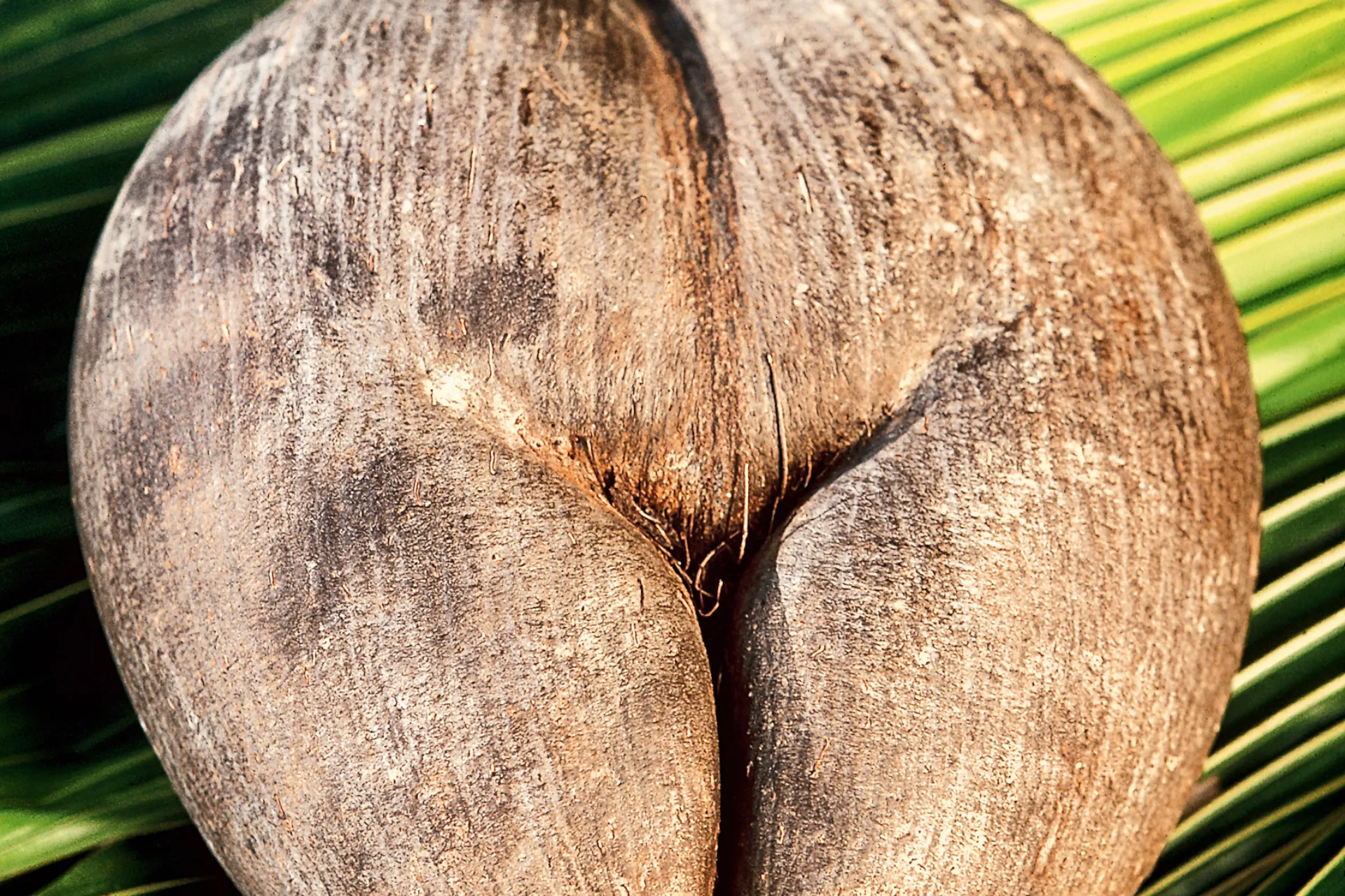 Coco de Mer to największe nasiono palmy na świecie i występuje tylko na Seszelach