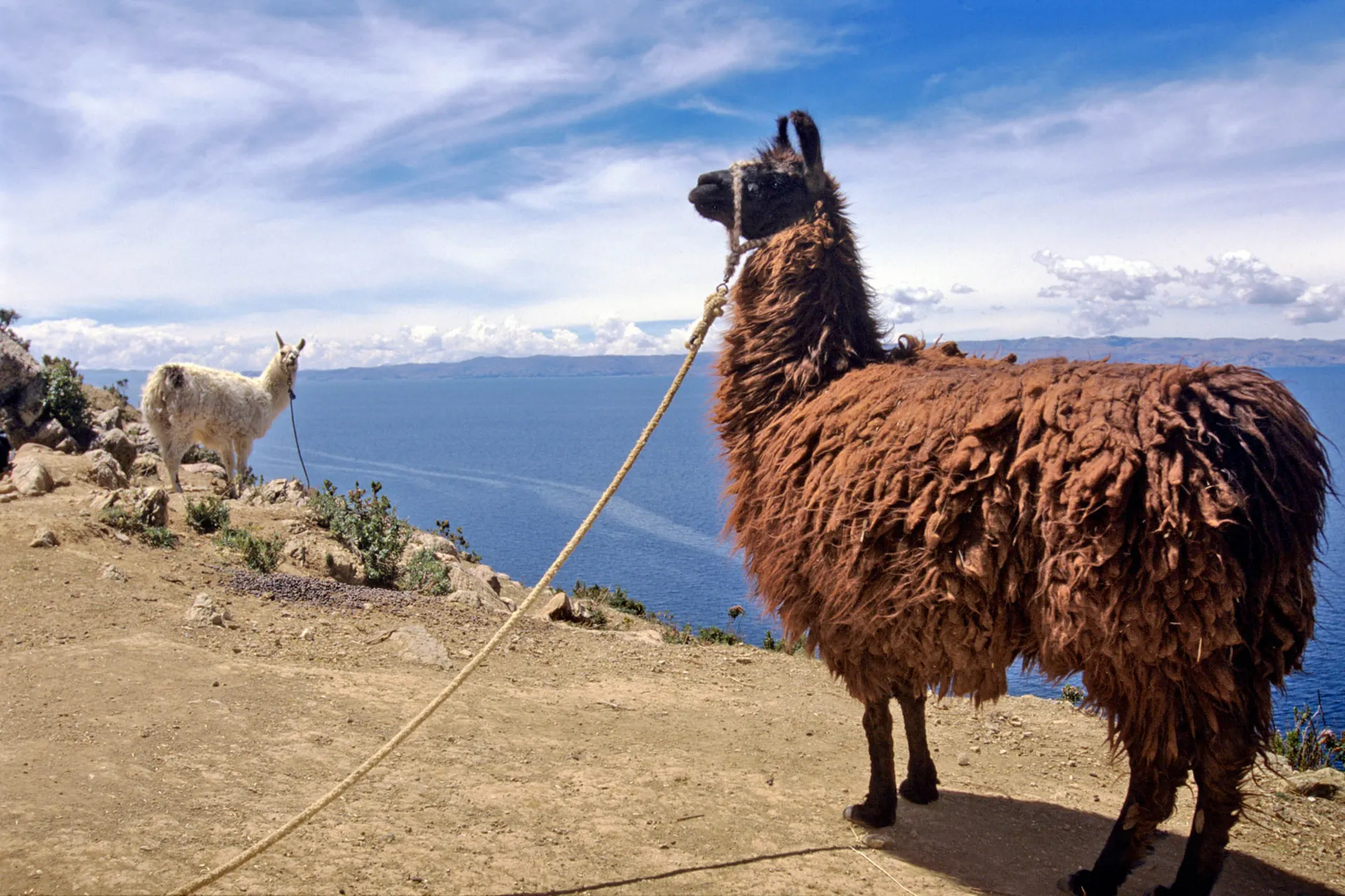 Lama ceniona jest jako zwierzę juczne, za wełnę, mięso i nawet nawóz Lama ceniona jest jako zwierzę juczne, za wełnę, mięso i nawet nawóz