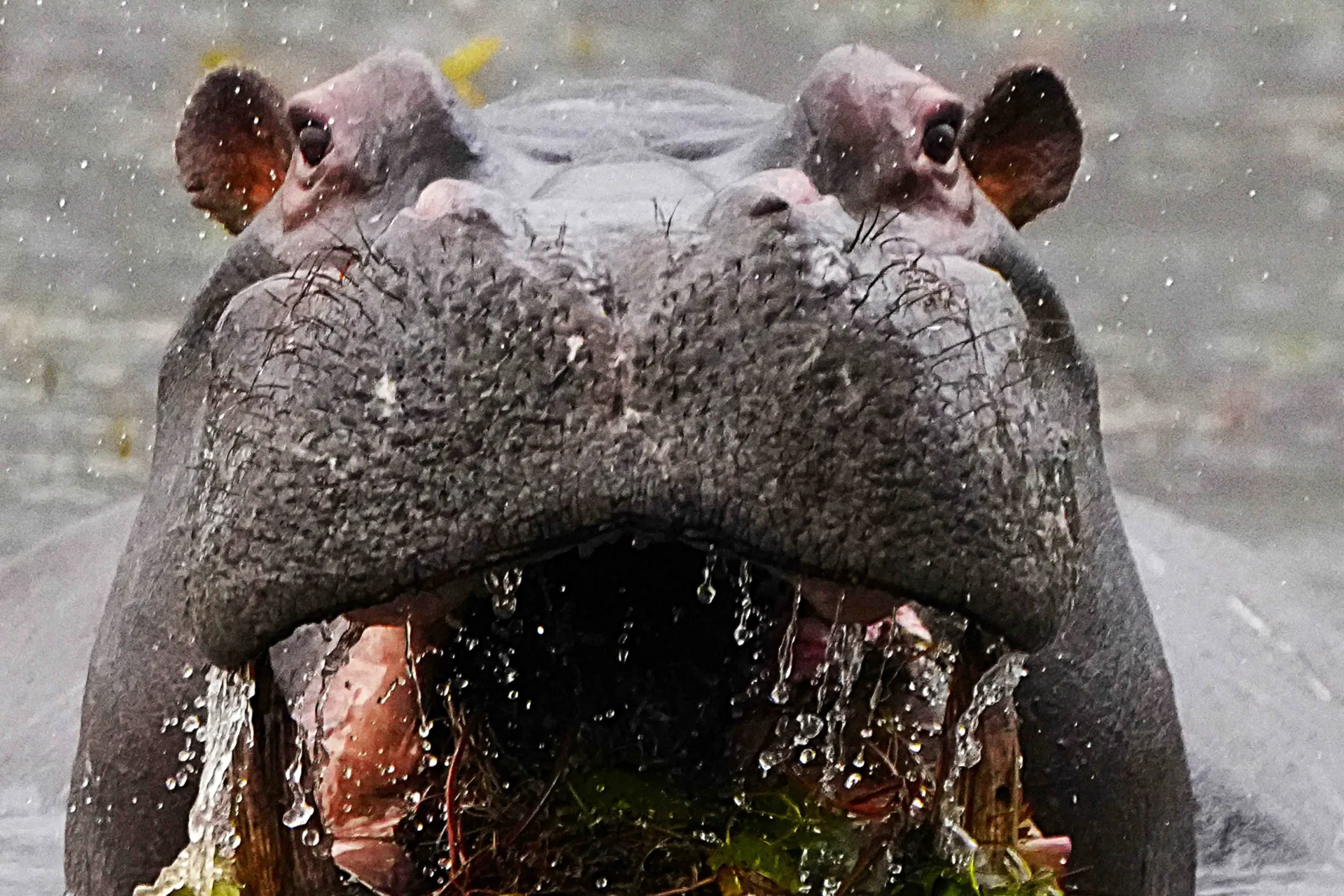 Pocałuj hipopotama - jego paszcza ma ponad 1 metr wysokości Pocałuj hipopotama - jego paszcza ma ponad 1 metr wysokości