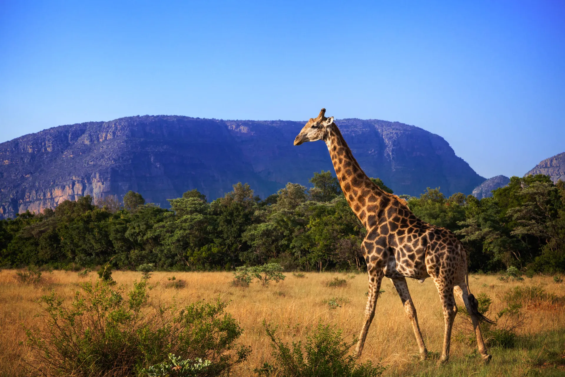 Dorosła żyrafa waży zazwyczaj 1.200 - 1.900 kg Dorosła żyrafa waży zazwyczaj 1.200 - 1.900 kg