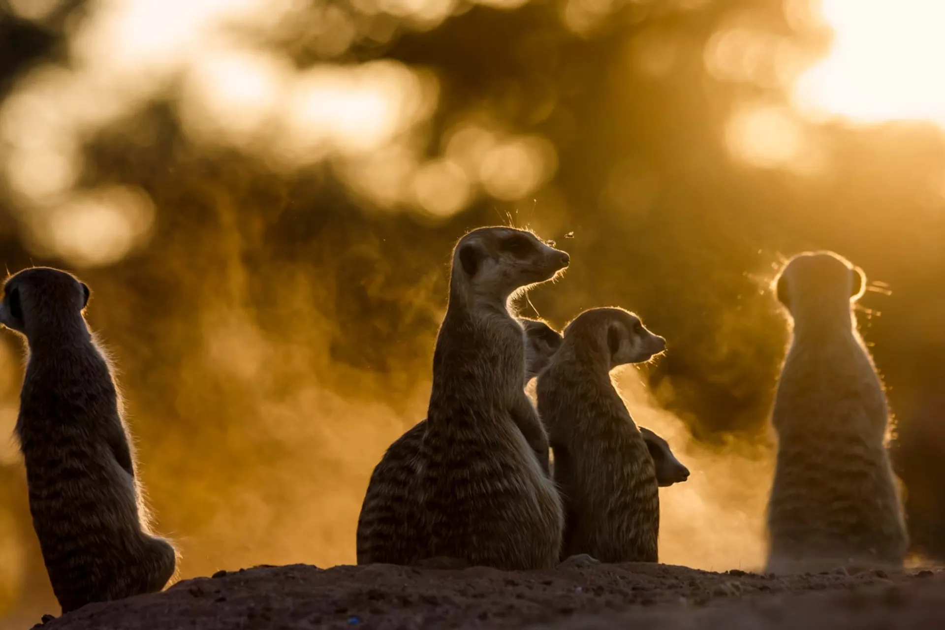 Surykatki są zawsze czujne