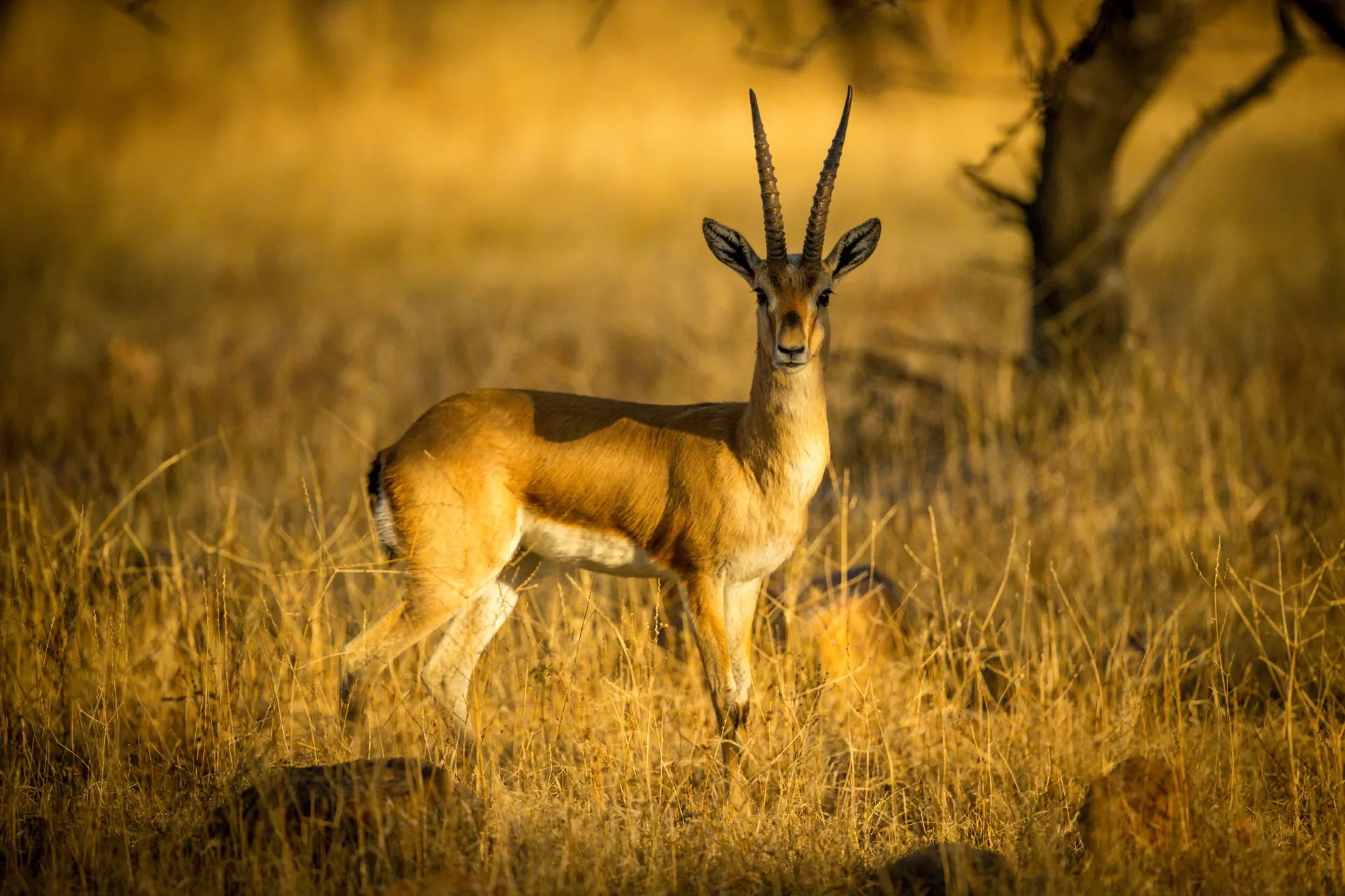 Niektóre gazele mogą osiągnąć prędkość prawie 100 km/h Niektóre gazele mogą osiągnąć prędkość prawie 100 km/h