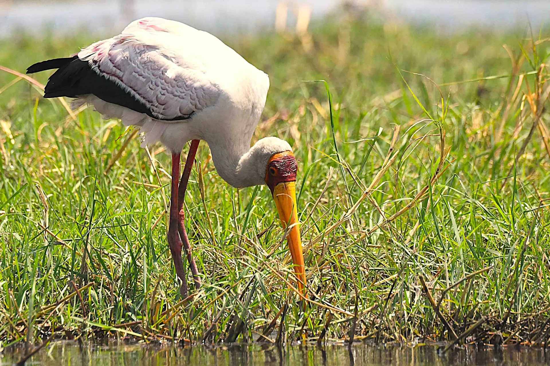 Afrykański bocian leśny Afrykański bocian leśny