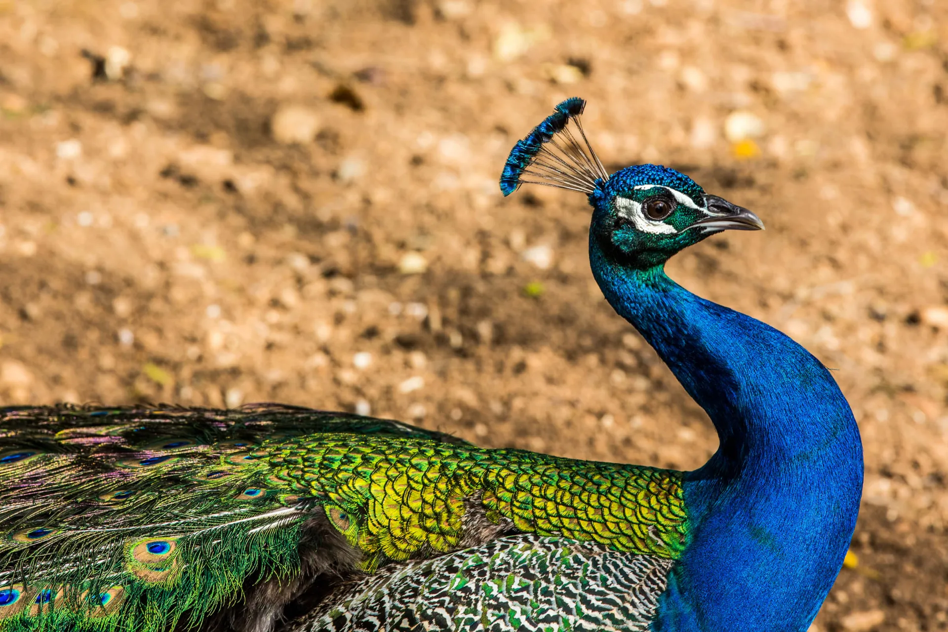 Paw w ogrodach San Anton Paw w ogrodach San Anton