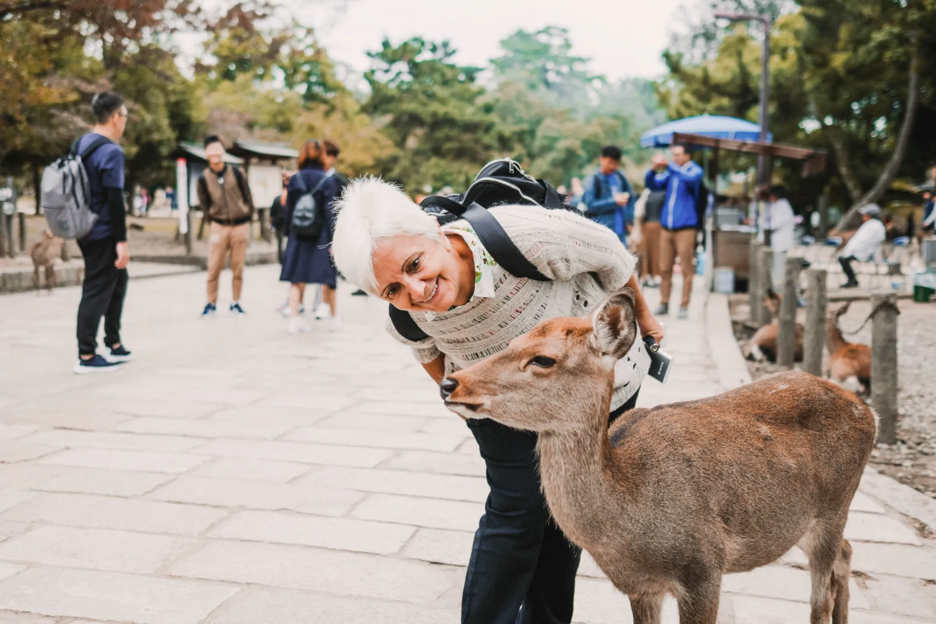 Jelenie są oswojone i swobodnie chodzą po parku Nara Jelenie są oswojone i swobodnie chodzą po parku Nara