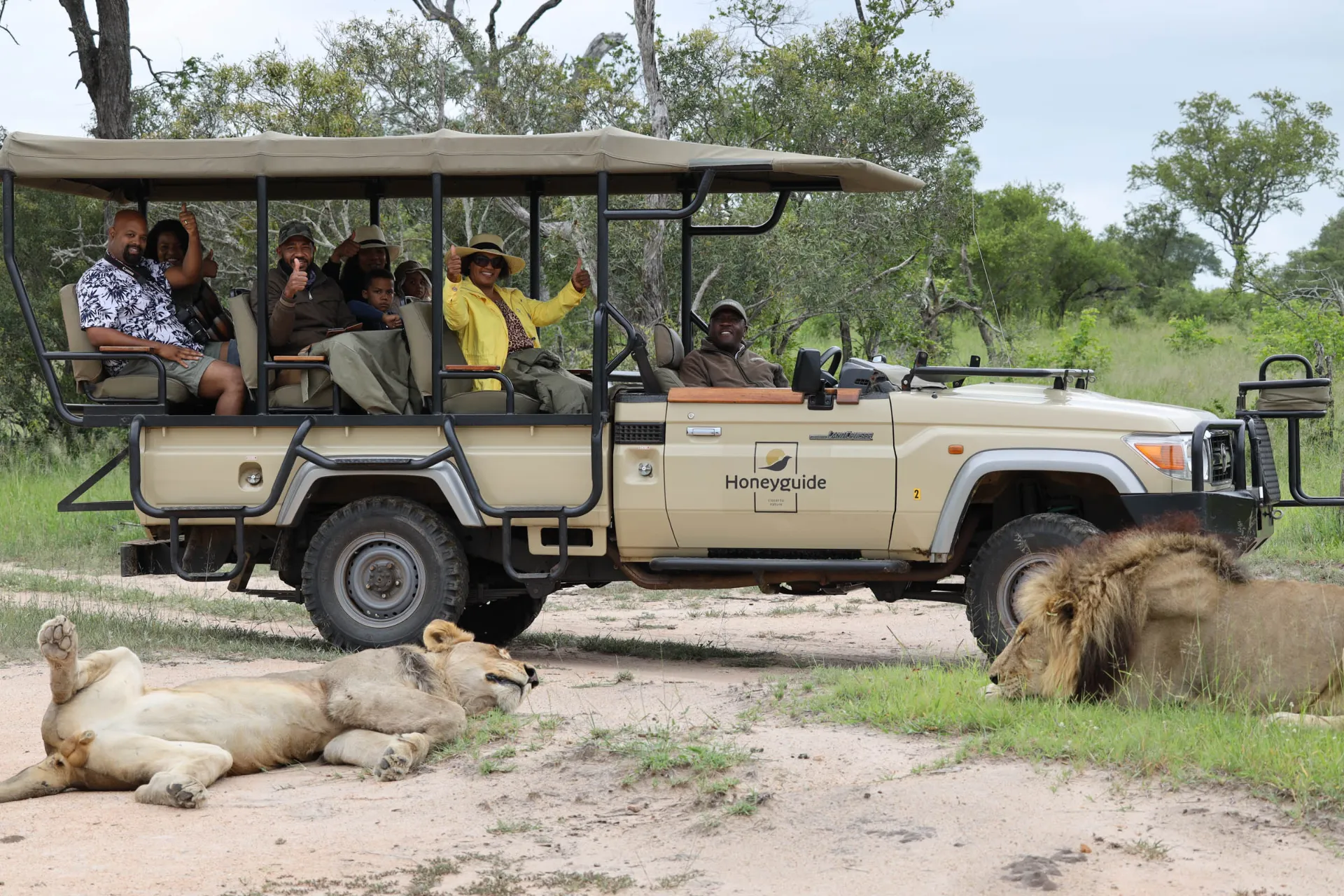 Niewzruszone lwy przy jeepie