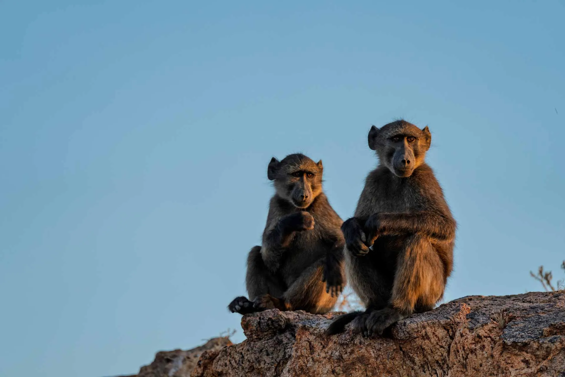 Pawiany przy wodospadach Augrabies trzymają wartę