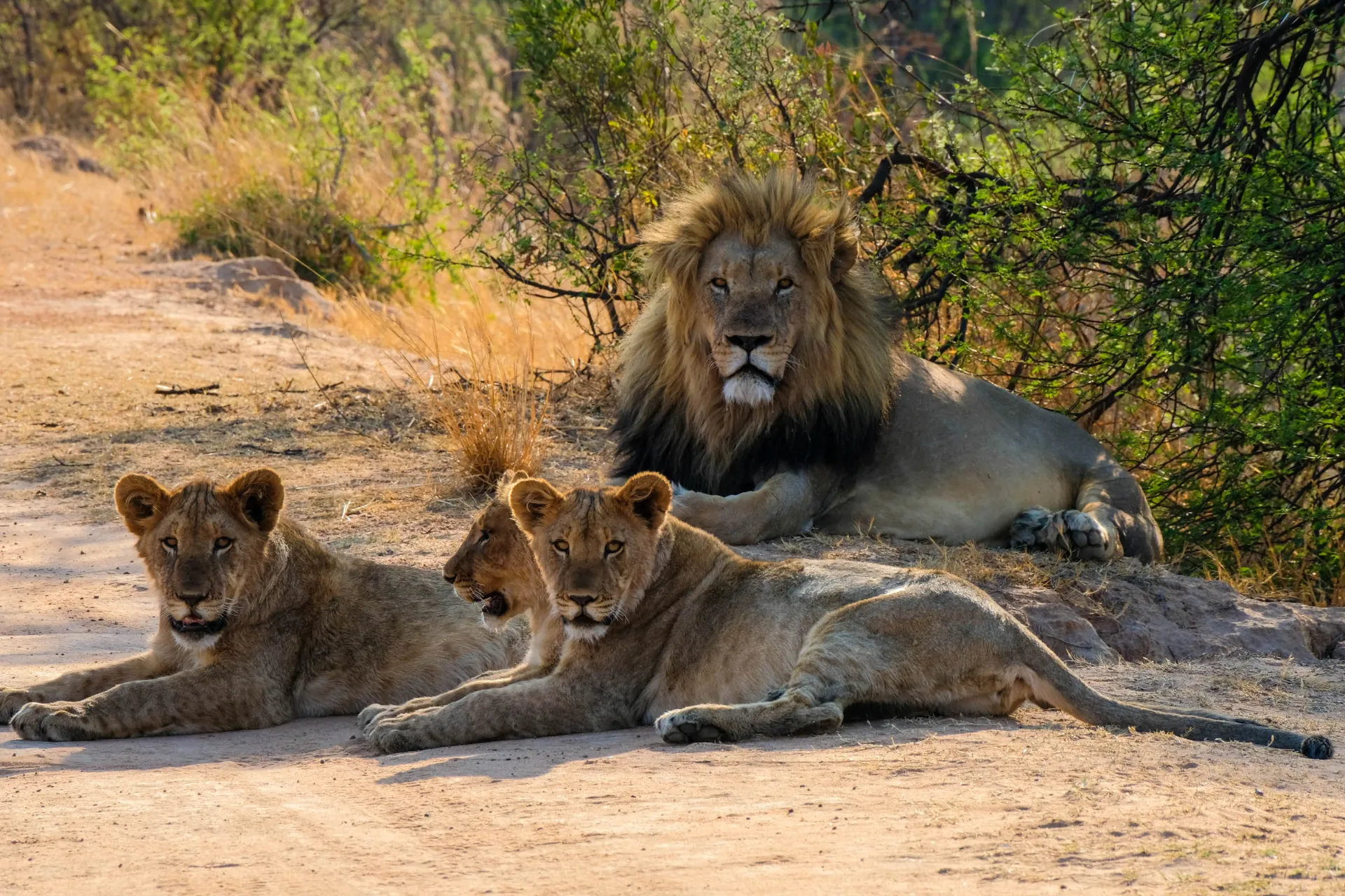 Samiec lwa ma zwykle od 2 do 6 samic w swojej grupie Samiec lwa ma zwykle od 2 do 6 samic w swojej grupie