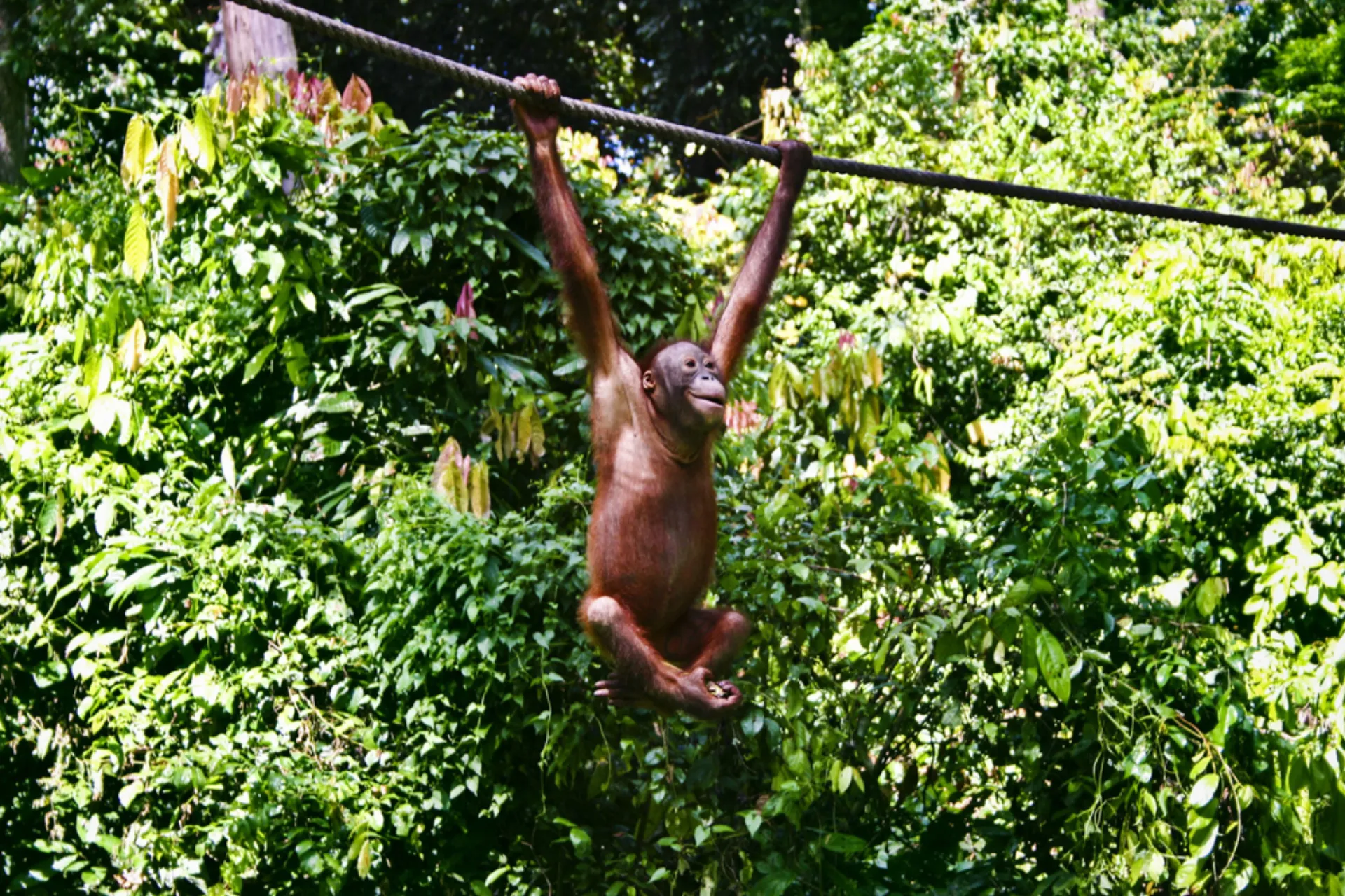 Orangutany mają dobre warunki w Sepilok