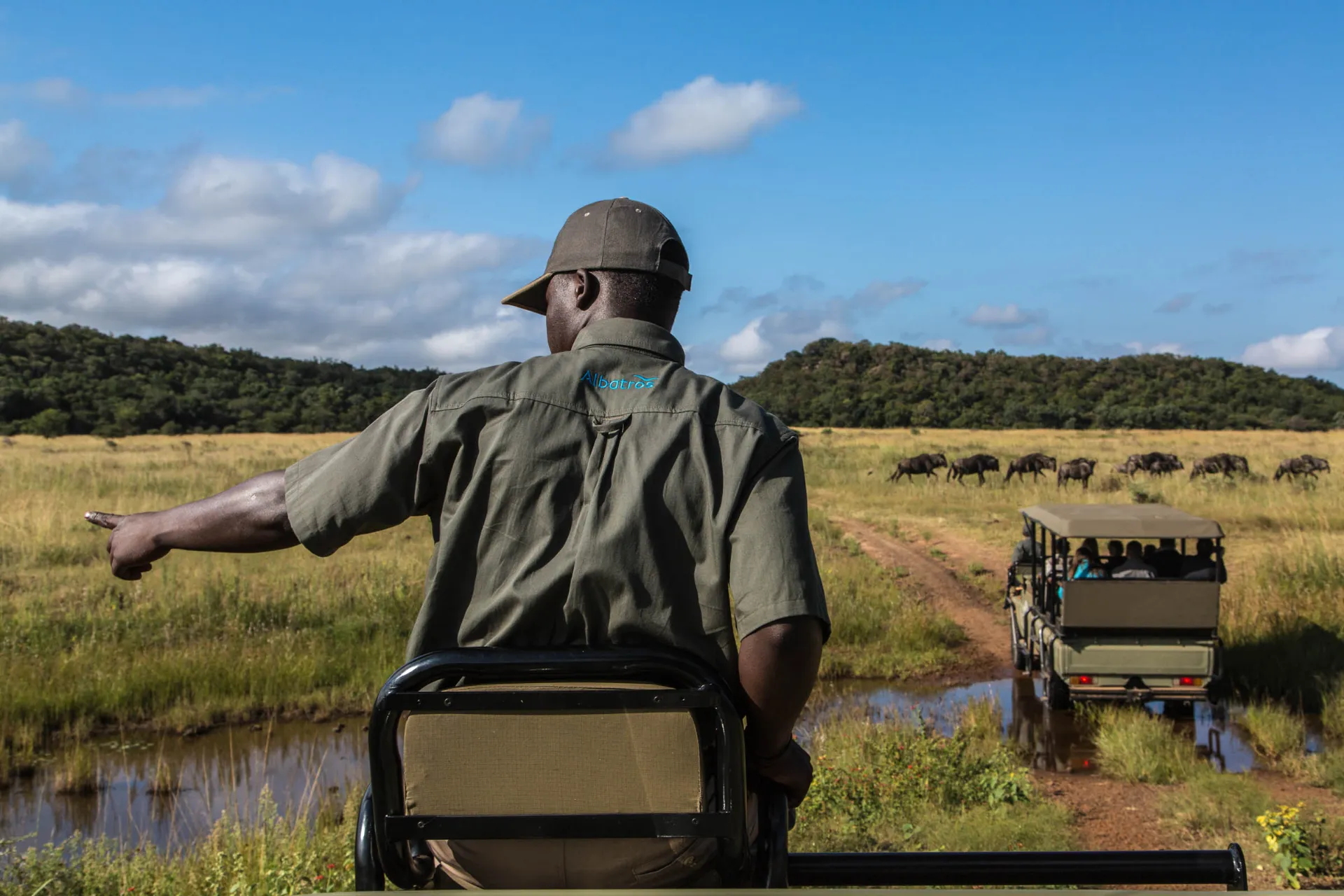 Strażnik zwraca uwagę na szczegół, gdy stado gnu porusza się przez sawannę Strażnik zwraca uwagę na szczegół, gdy stado gnu porusza się przez sawannę