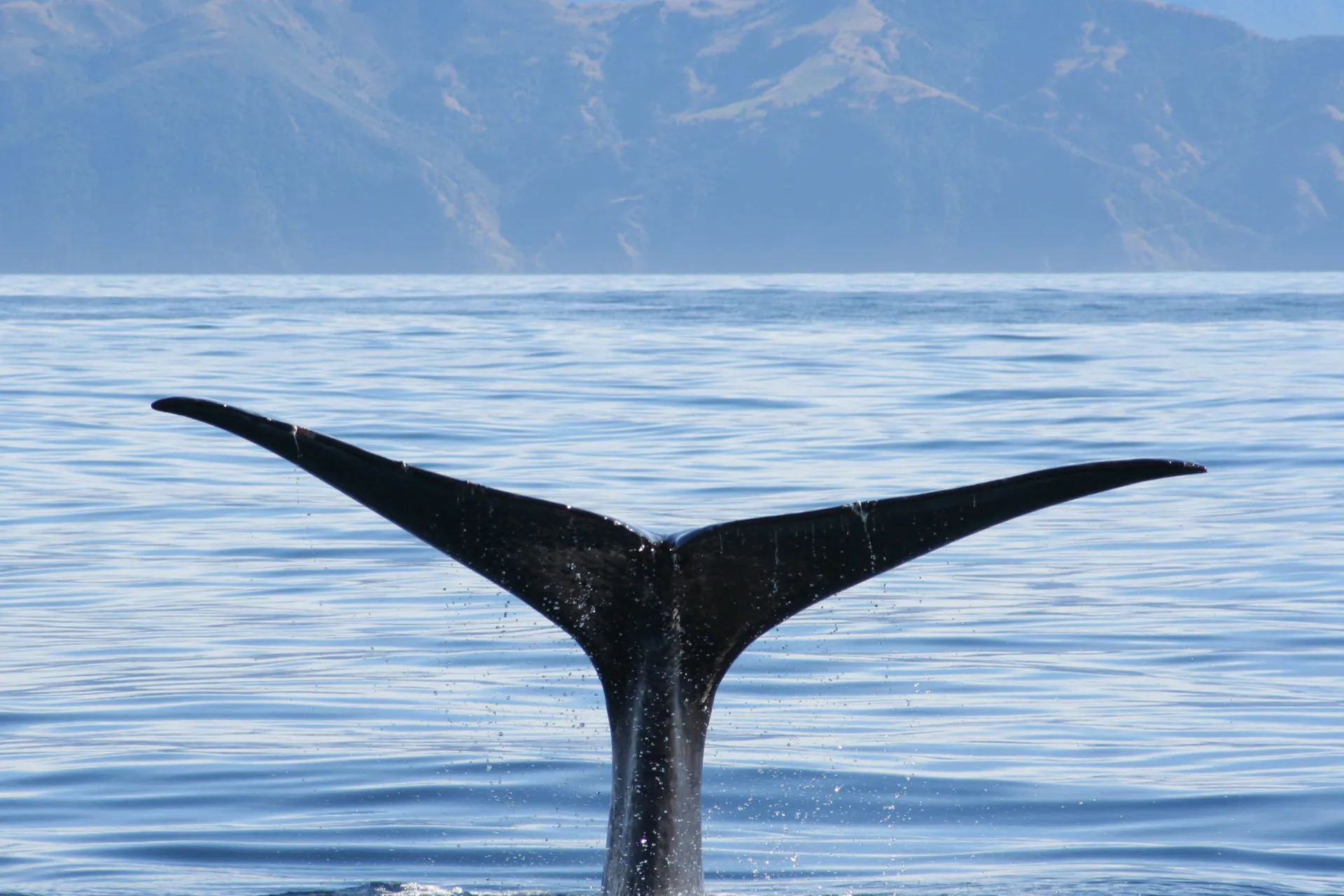 Kaszalot nurkuje w Kaikoura Kaszalot nurkuje w Kaikoura