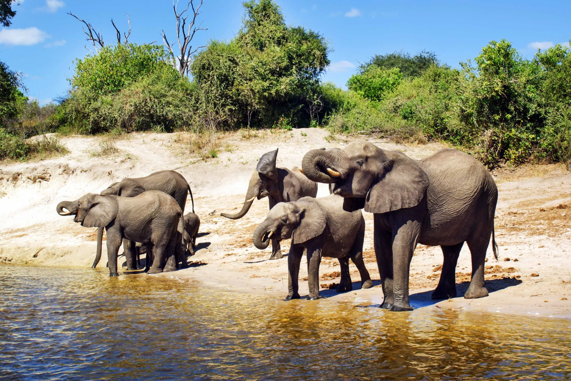Słonie gaszą pragnienie Słonie gaszą pragnienie
